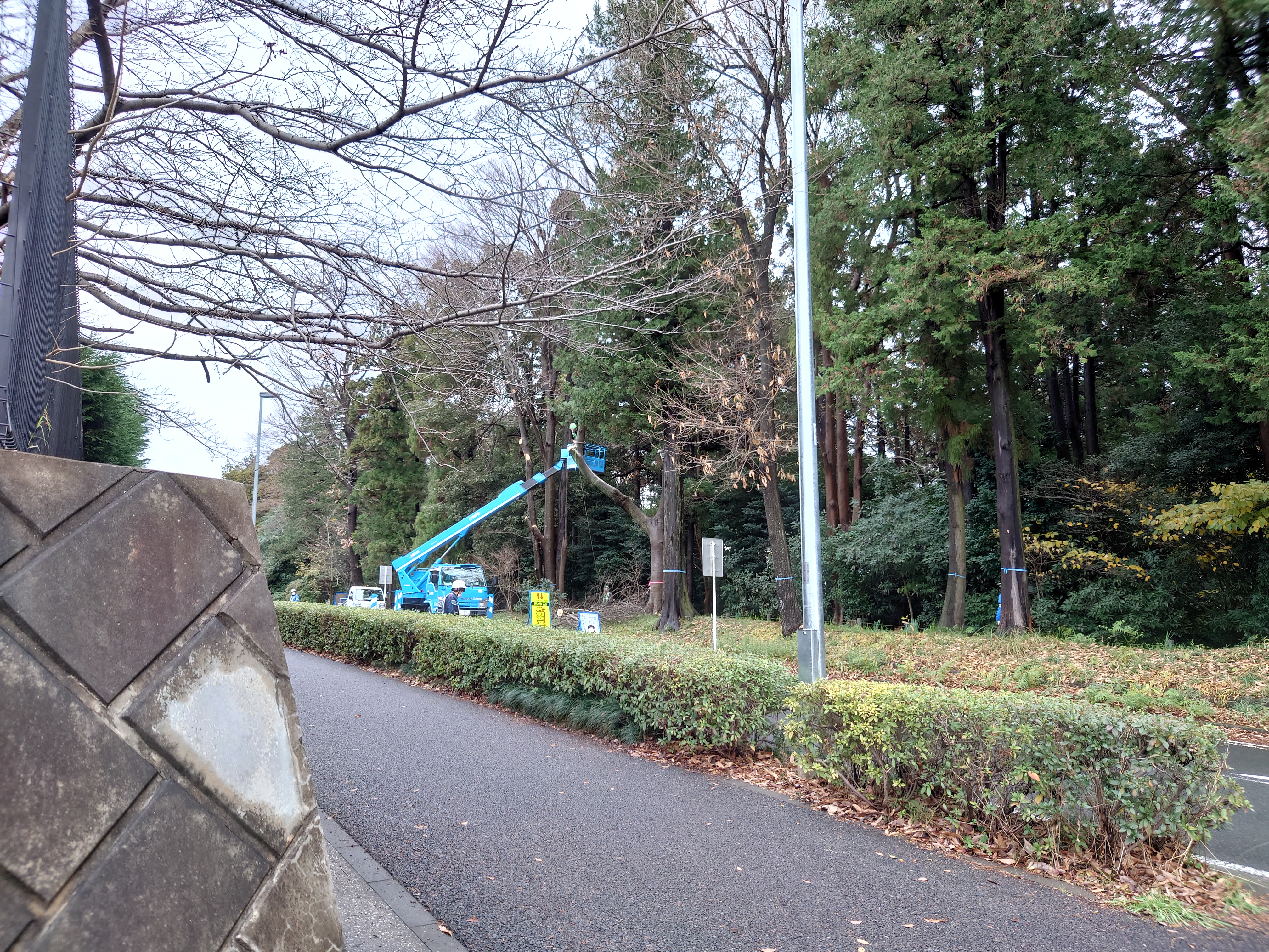 木の伐採工事現場１