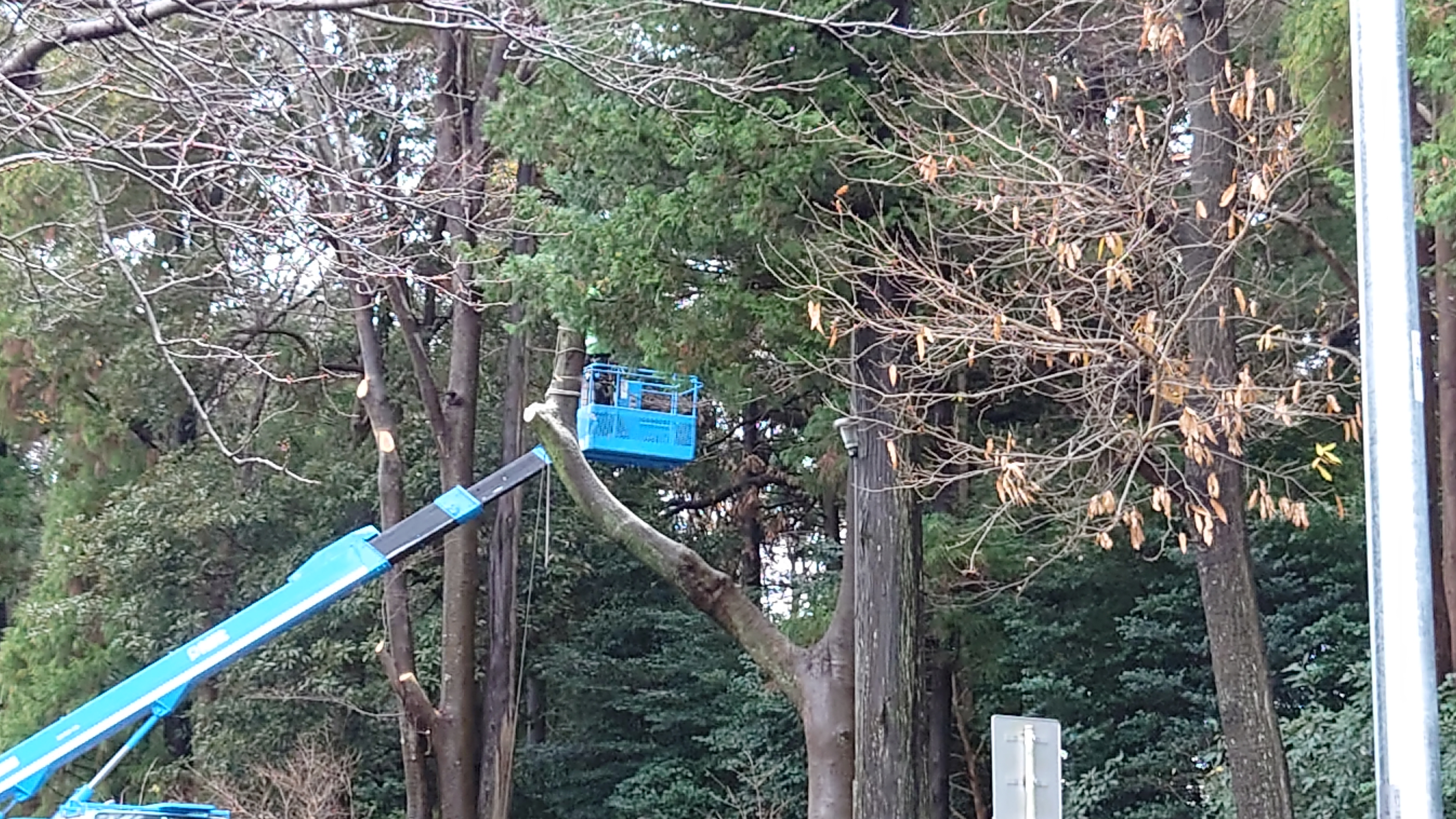 木の伐採工事現場６