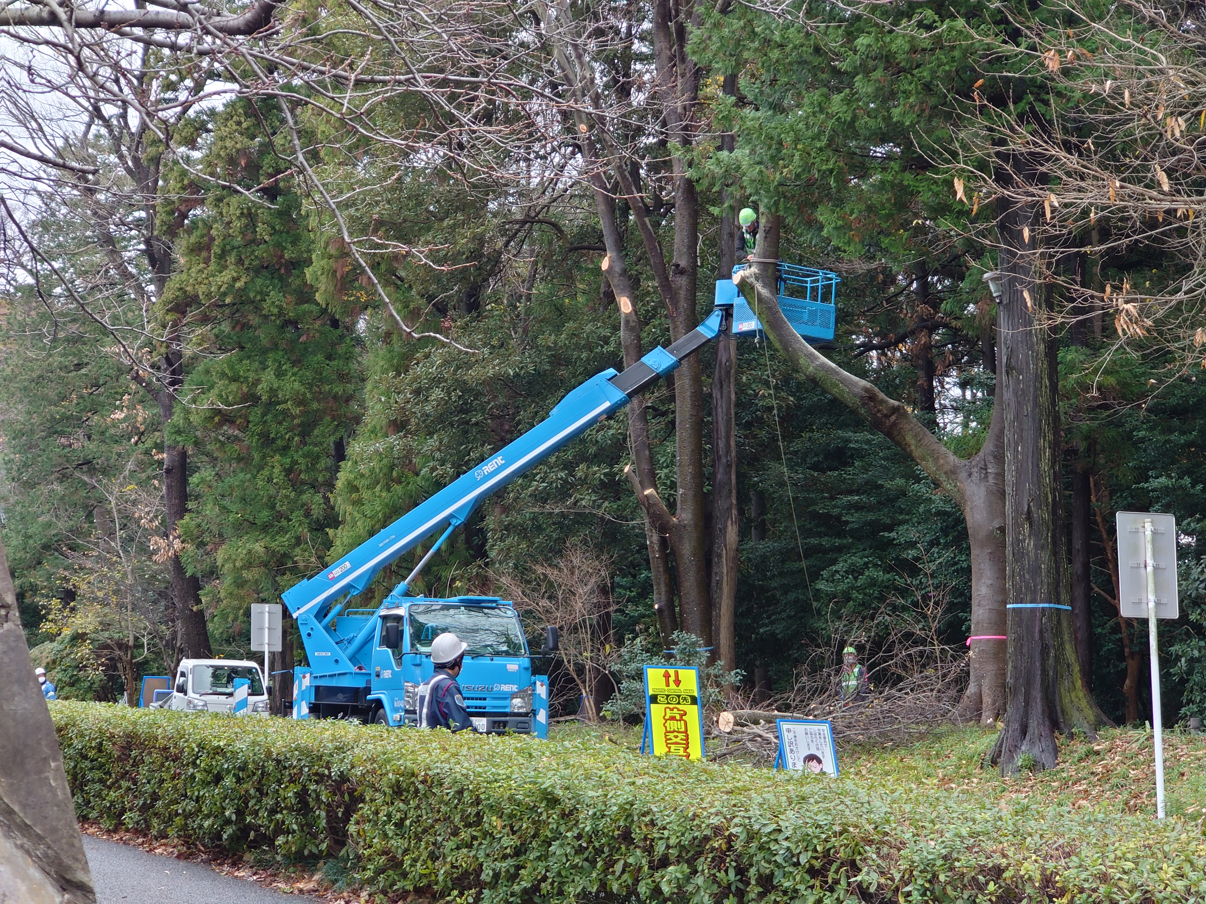 木の伐採工事現場２