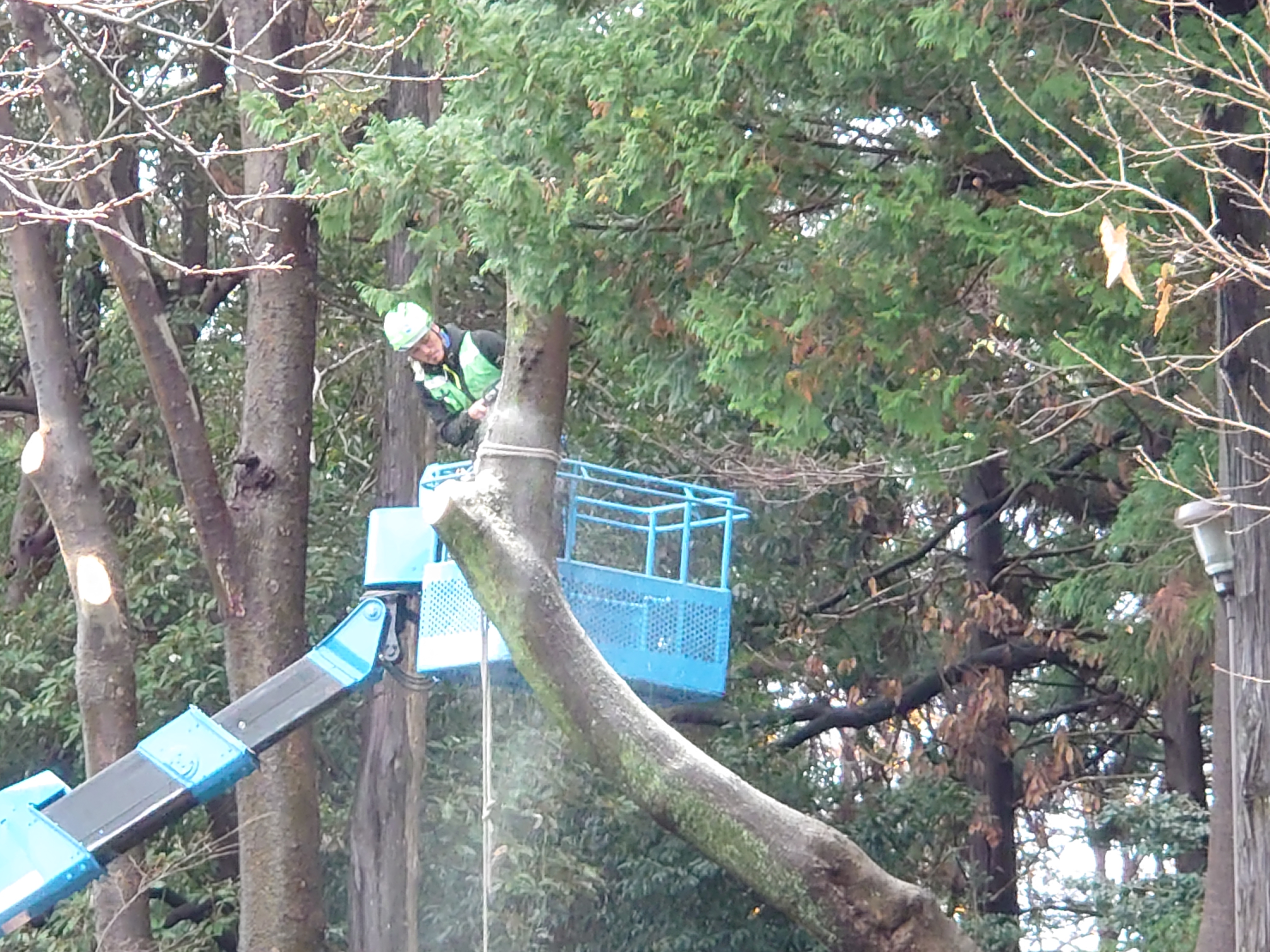 長屋門西口の木の伐採