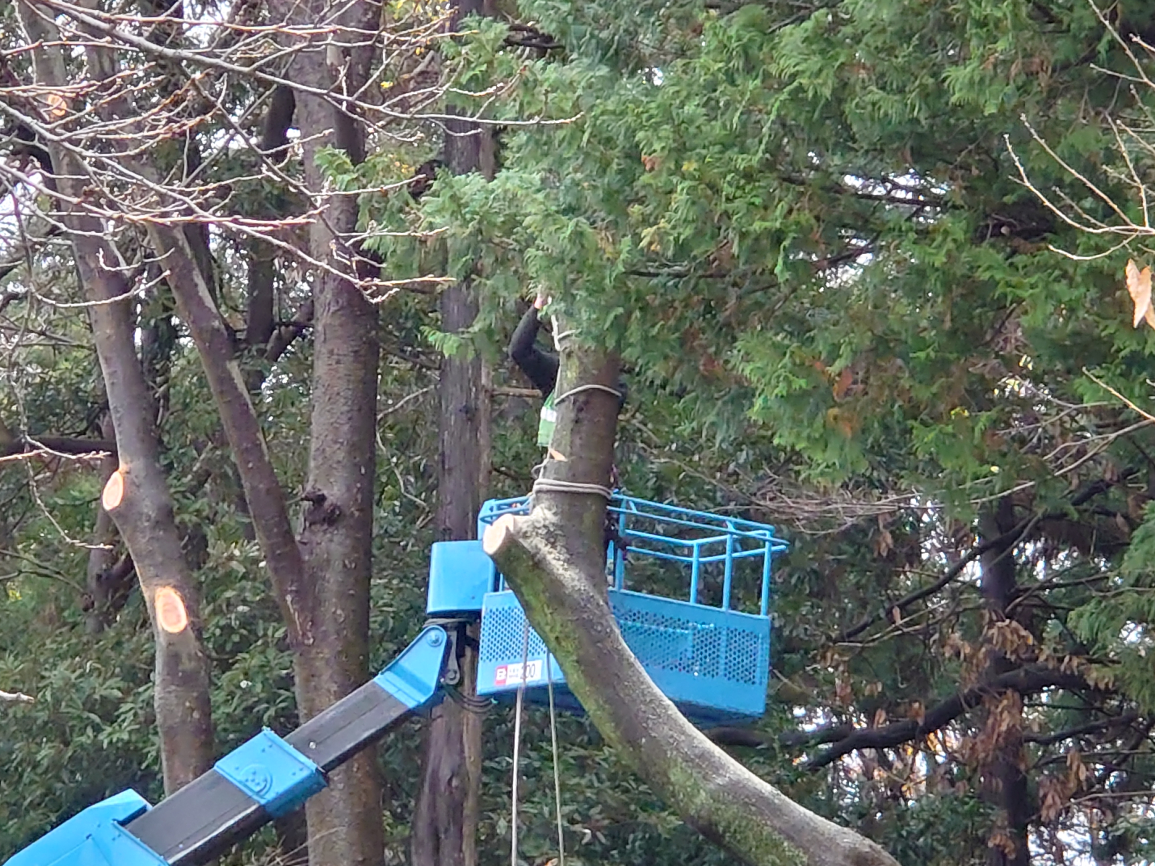 木の伐採工事現場４