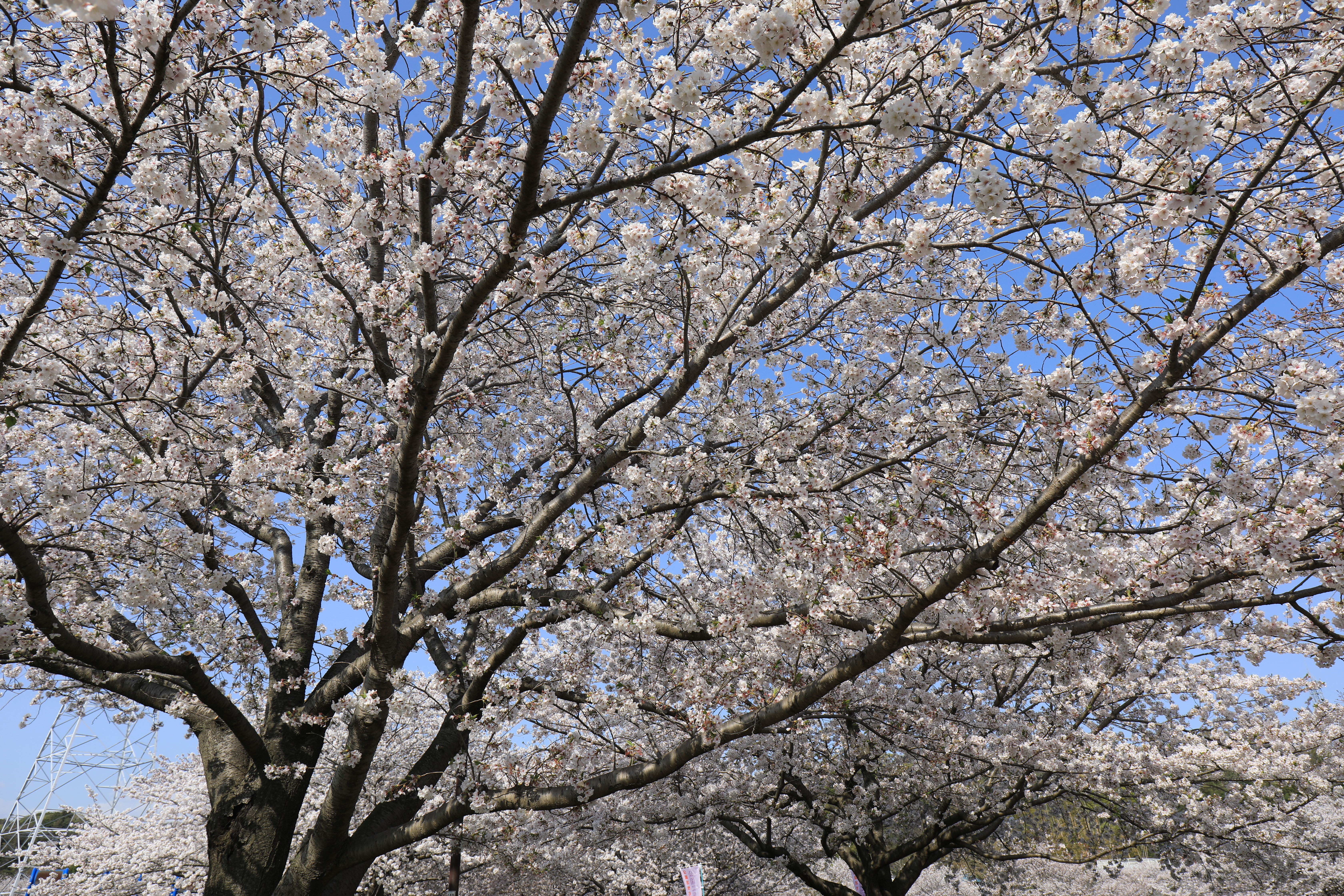 満開の桜 満開の桜