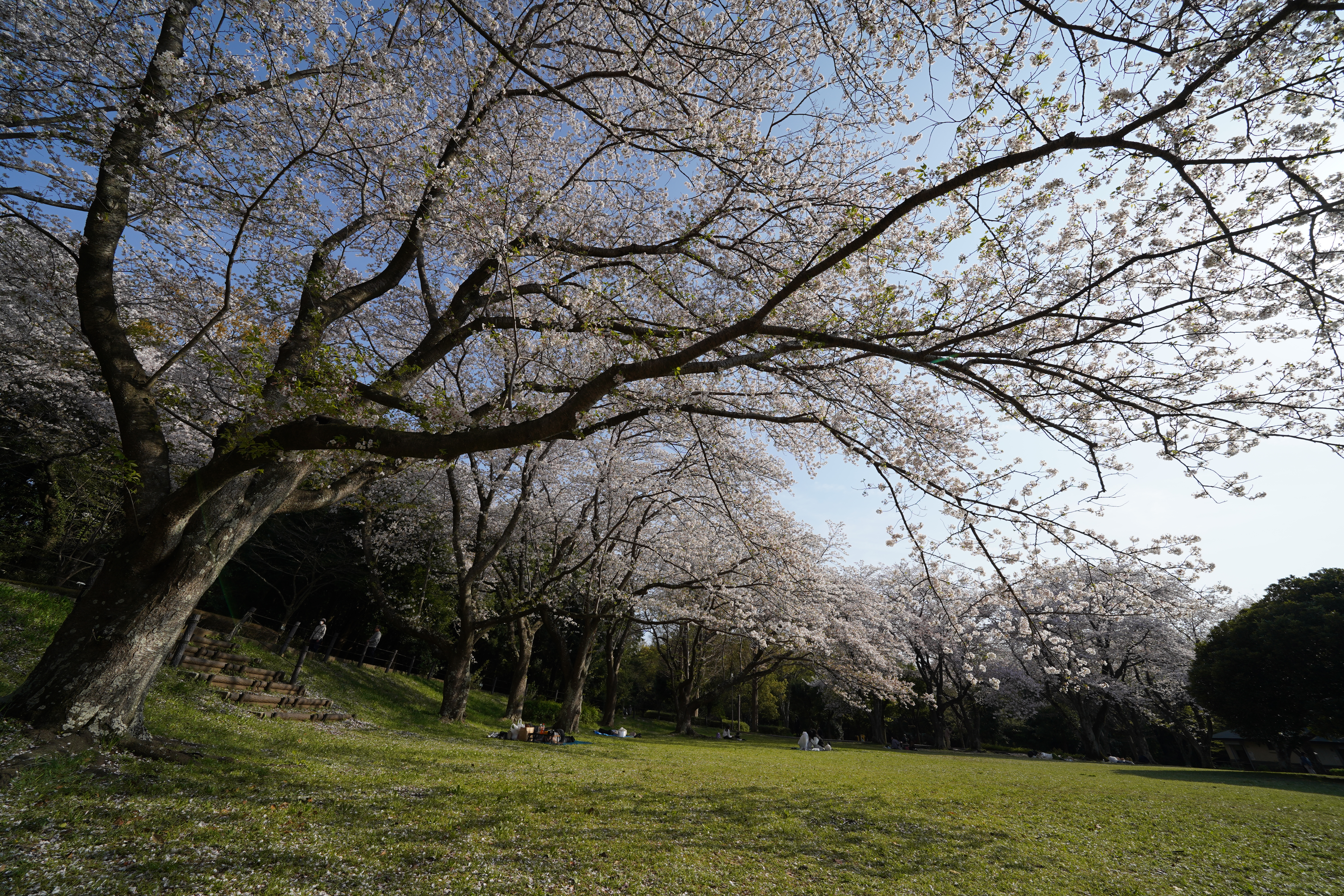 大庭城址公園の広場の桜 大庭城址公園の広場の桜