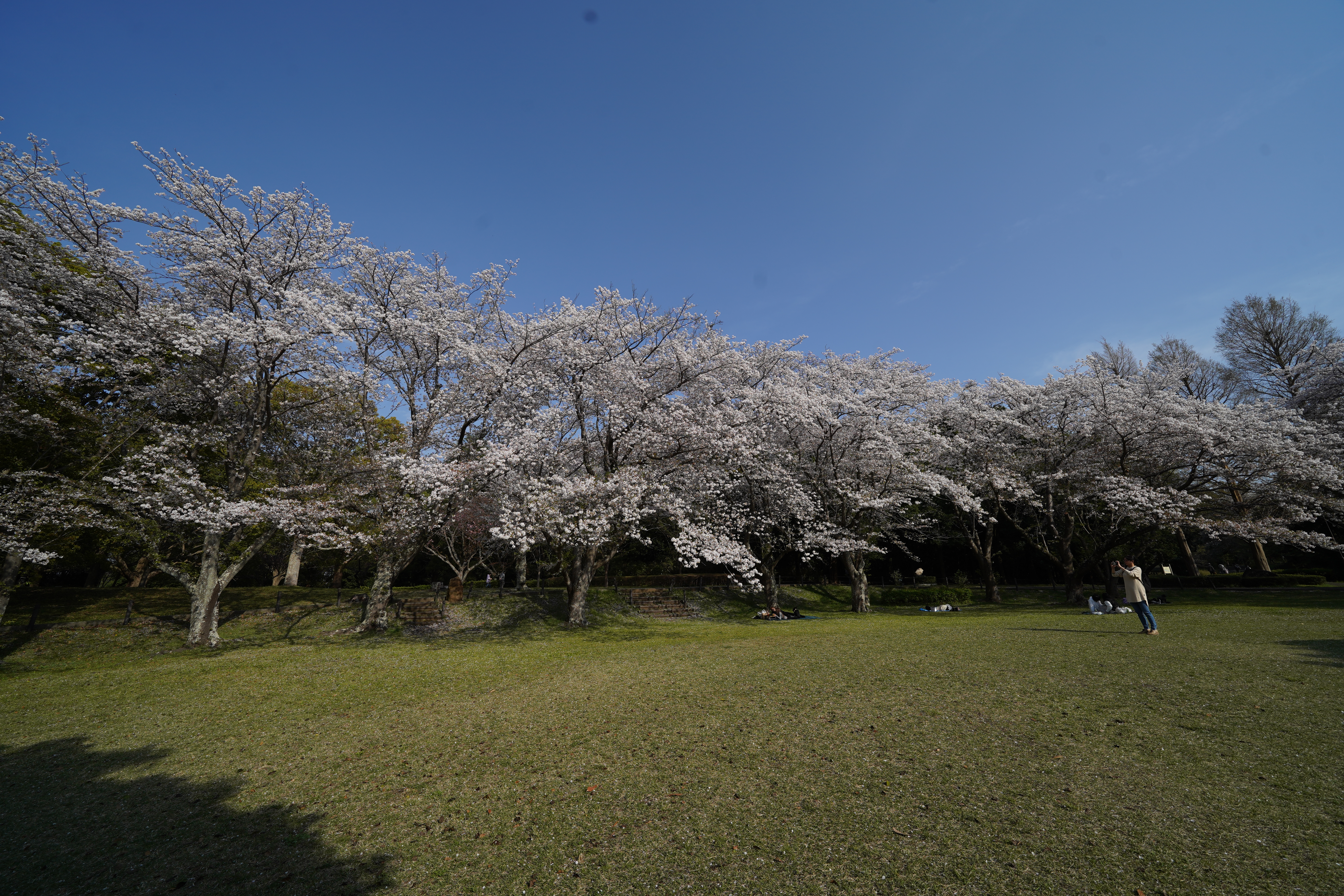 広場の桜 広場の桜