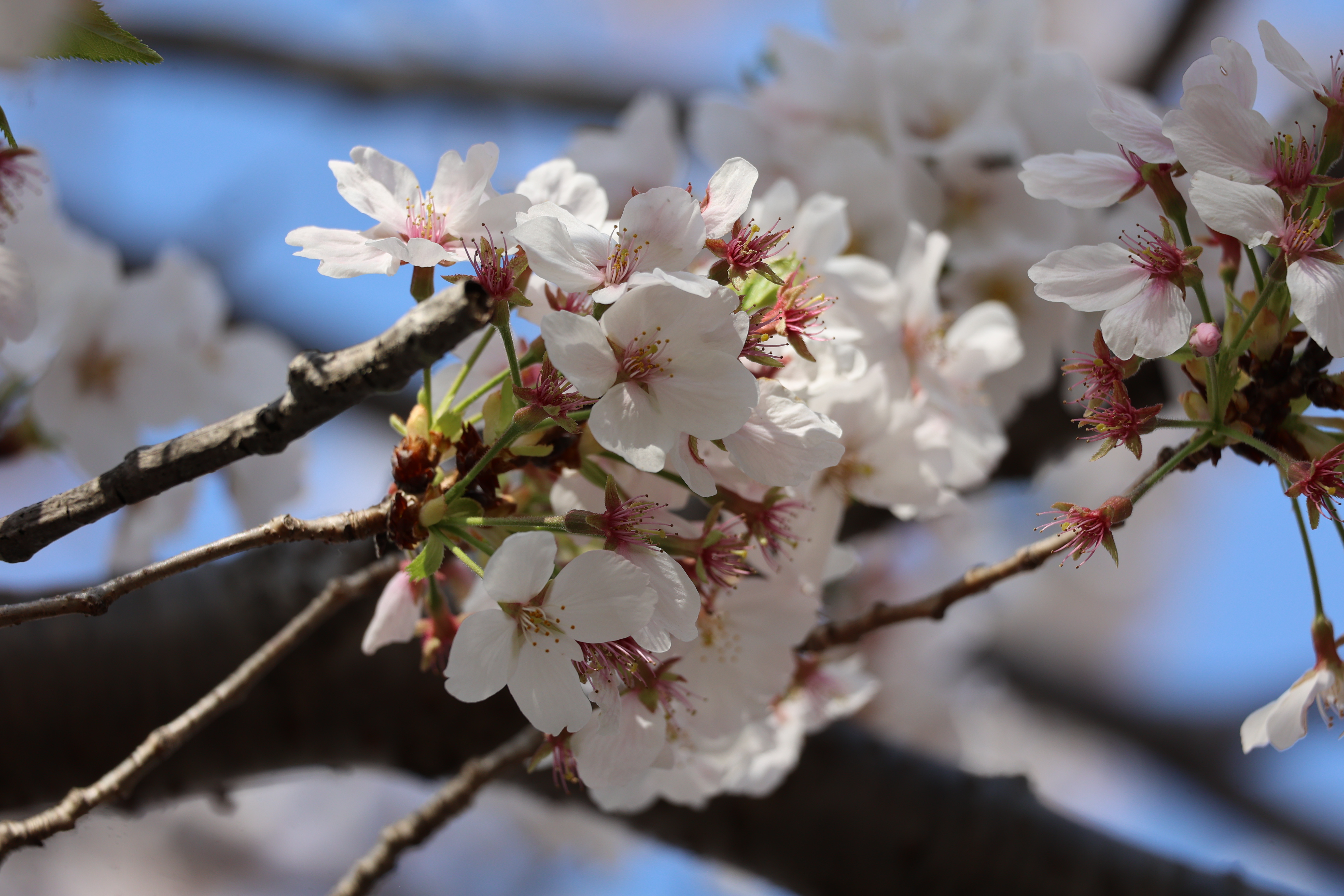 引地川親水公園、大庭城址公園の桜