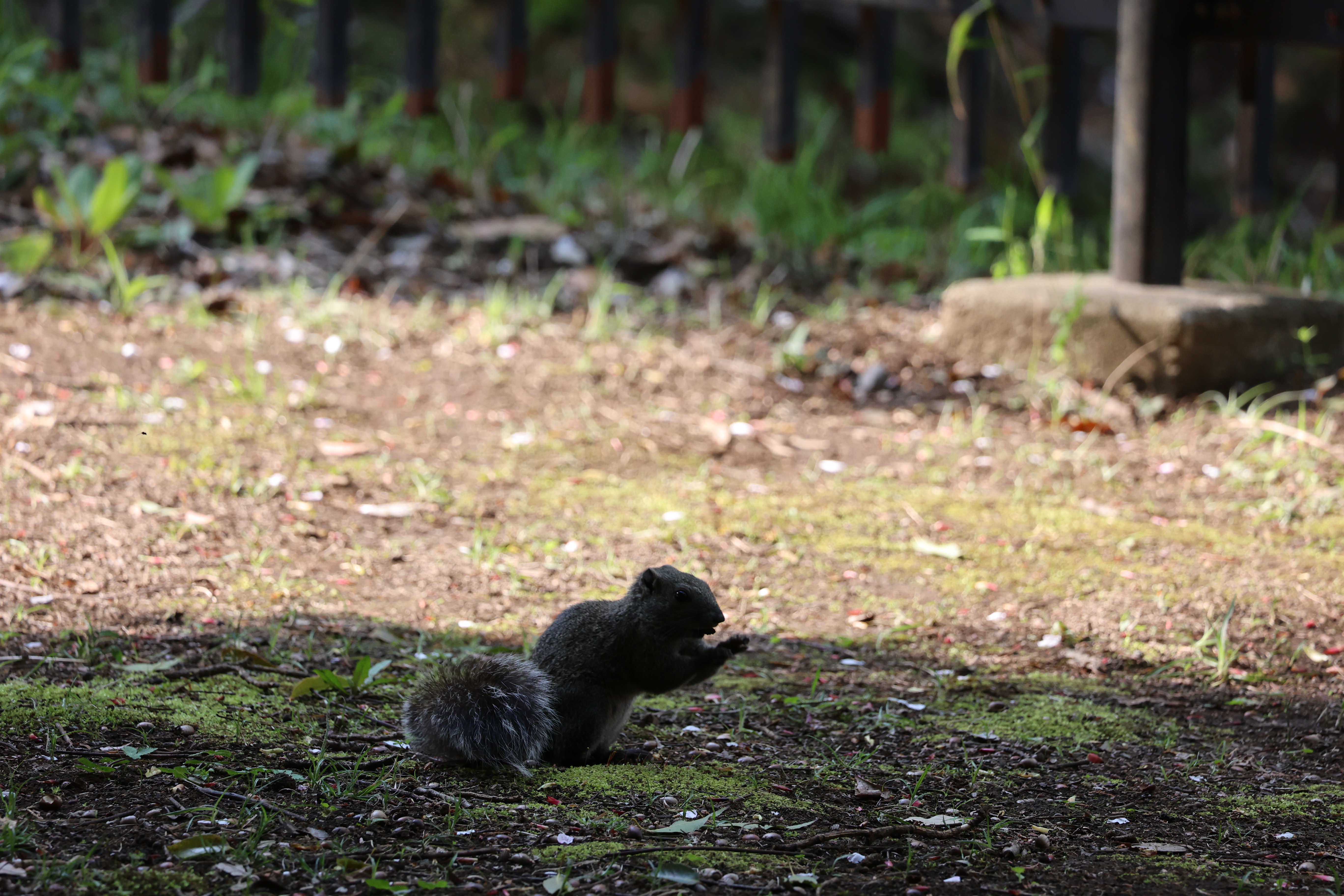 引地川親水公園で木の実を食べるリス 引地川親水公園で木の実を食べるリス
