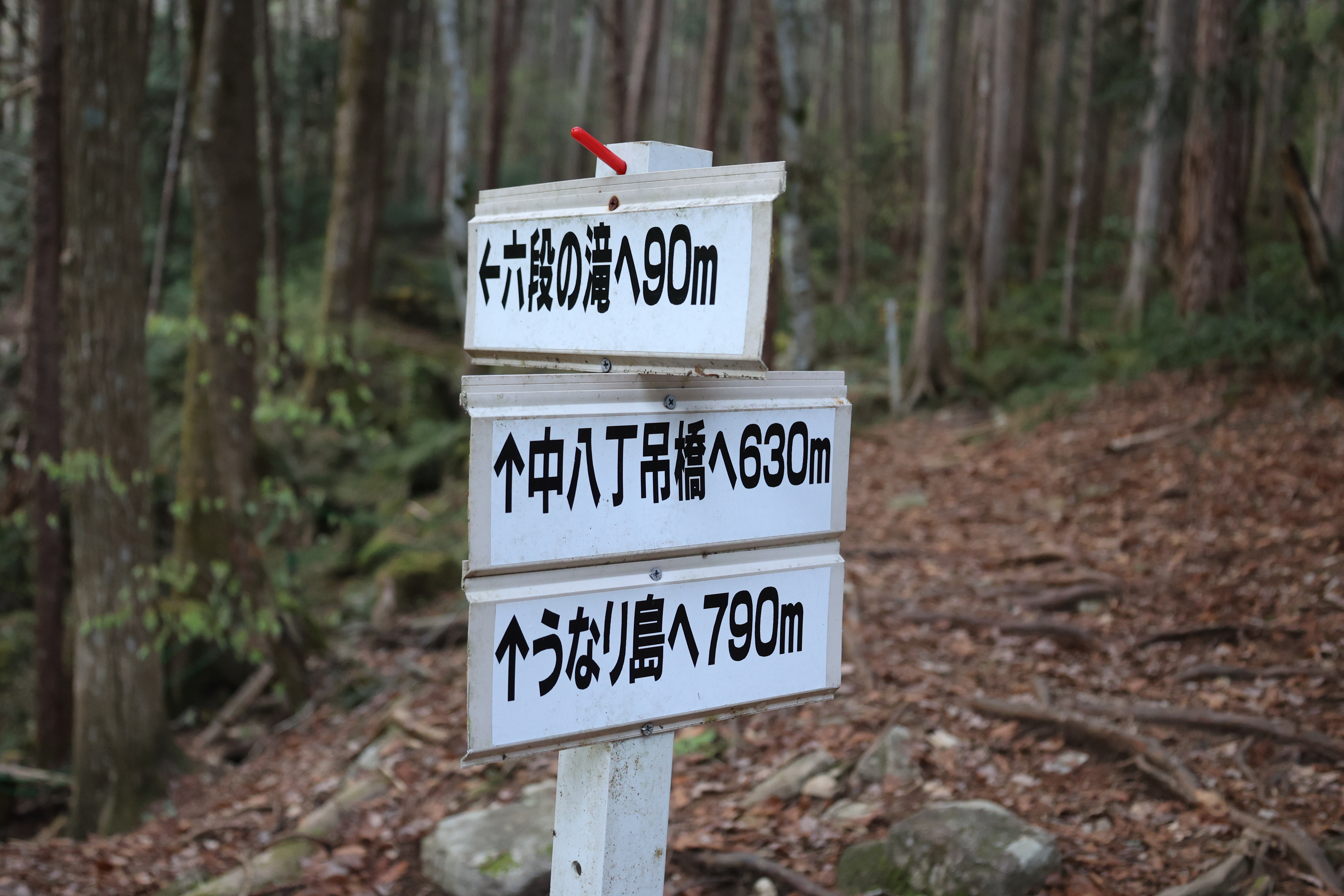 分岐点を六段の滝へ進む 分岐点を六段の滝へ進む