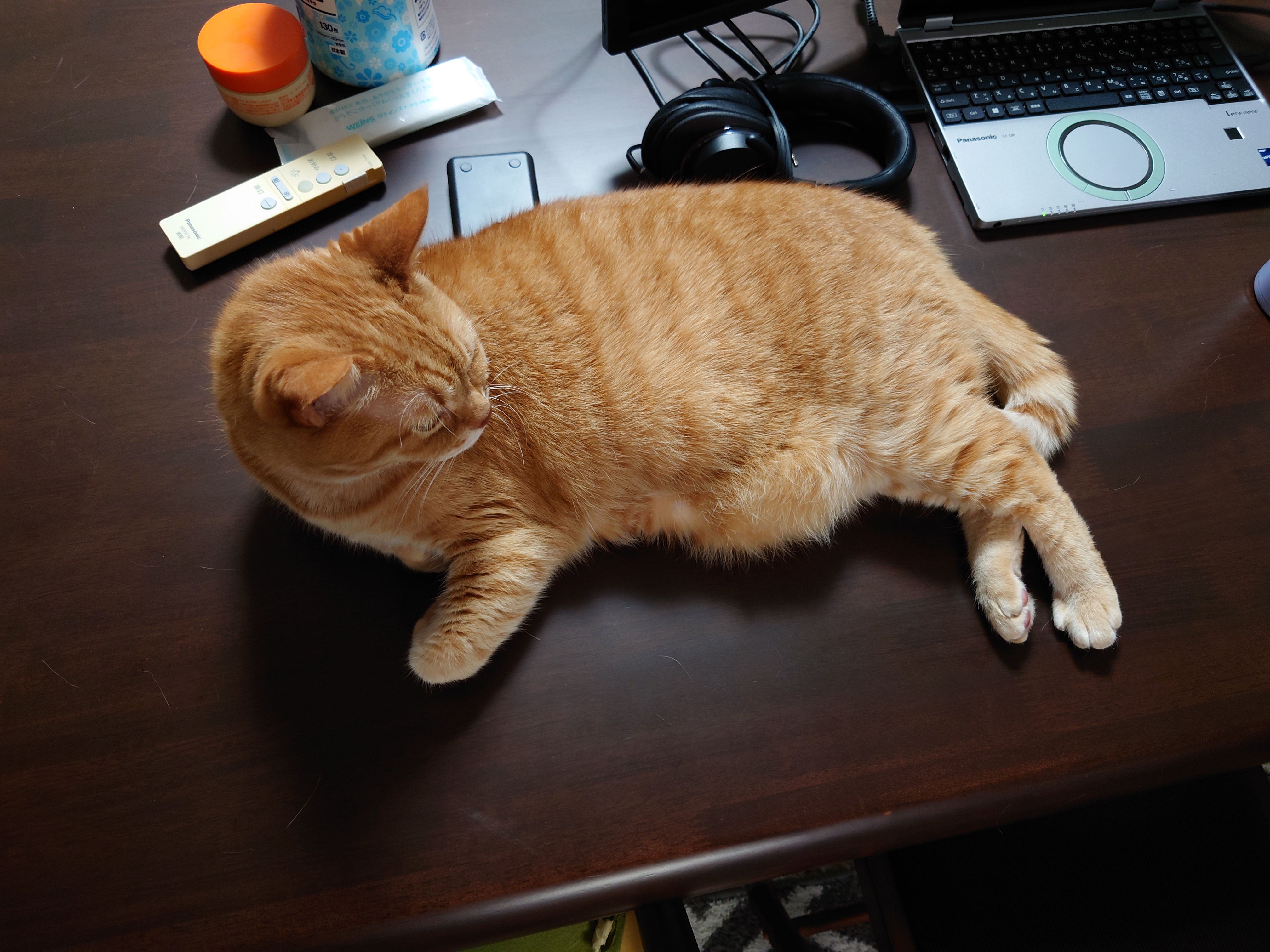 さんふらわあさっぽろで苫小牧へ移動、猫5匹マッピング