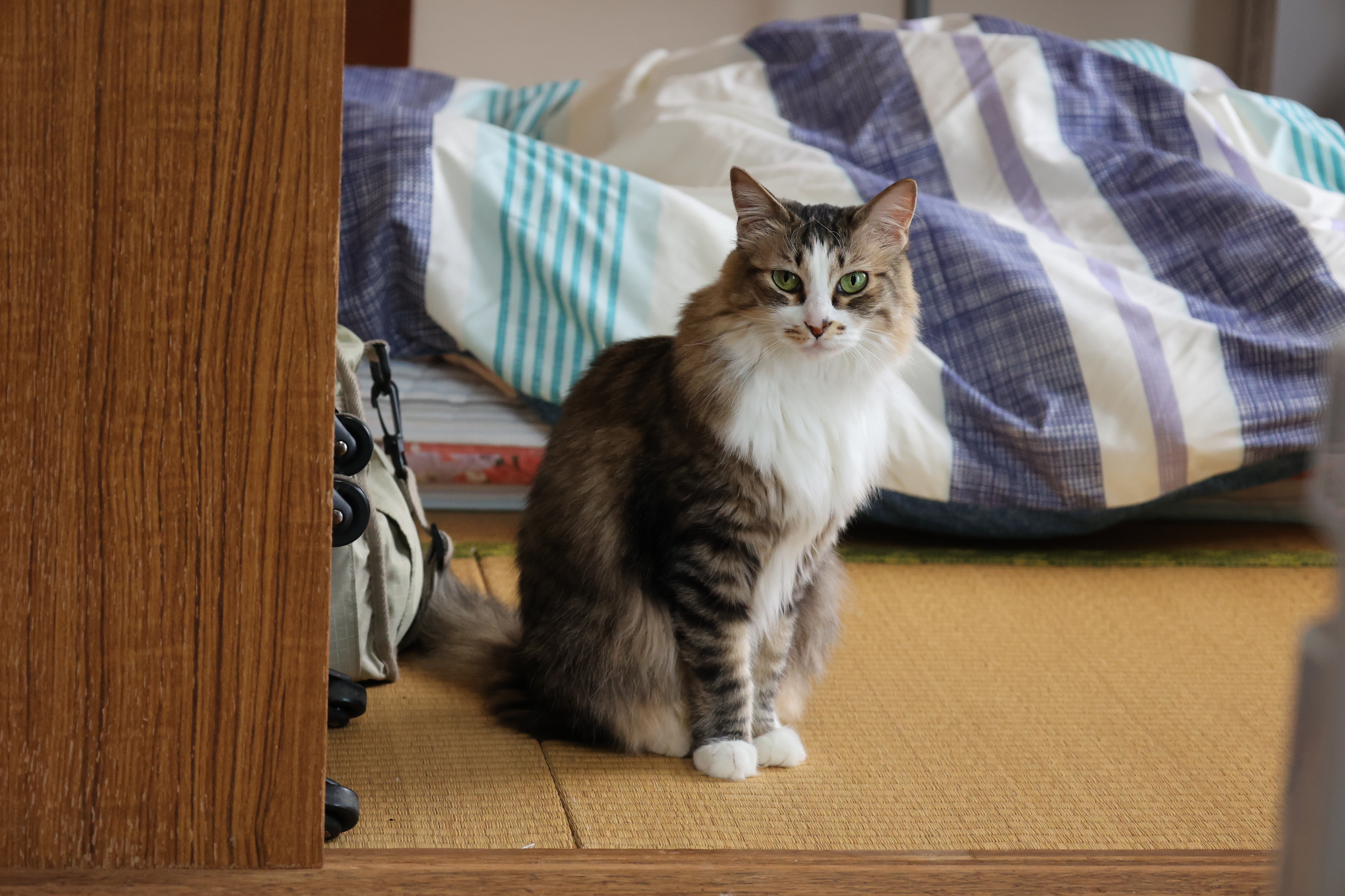 凛々しく立つよもぎin北海道