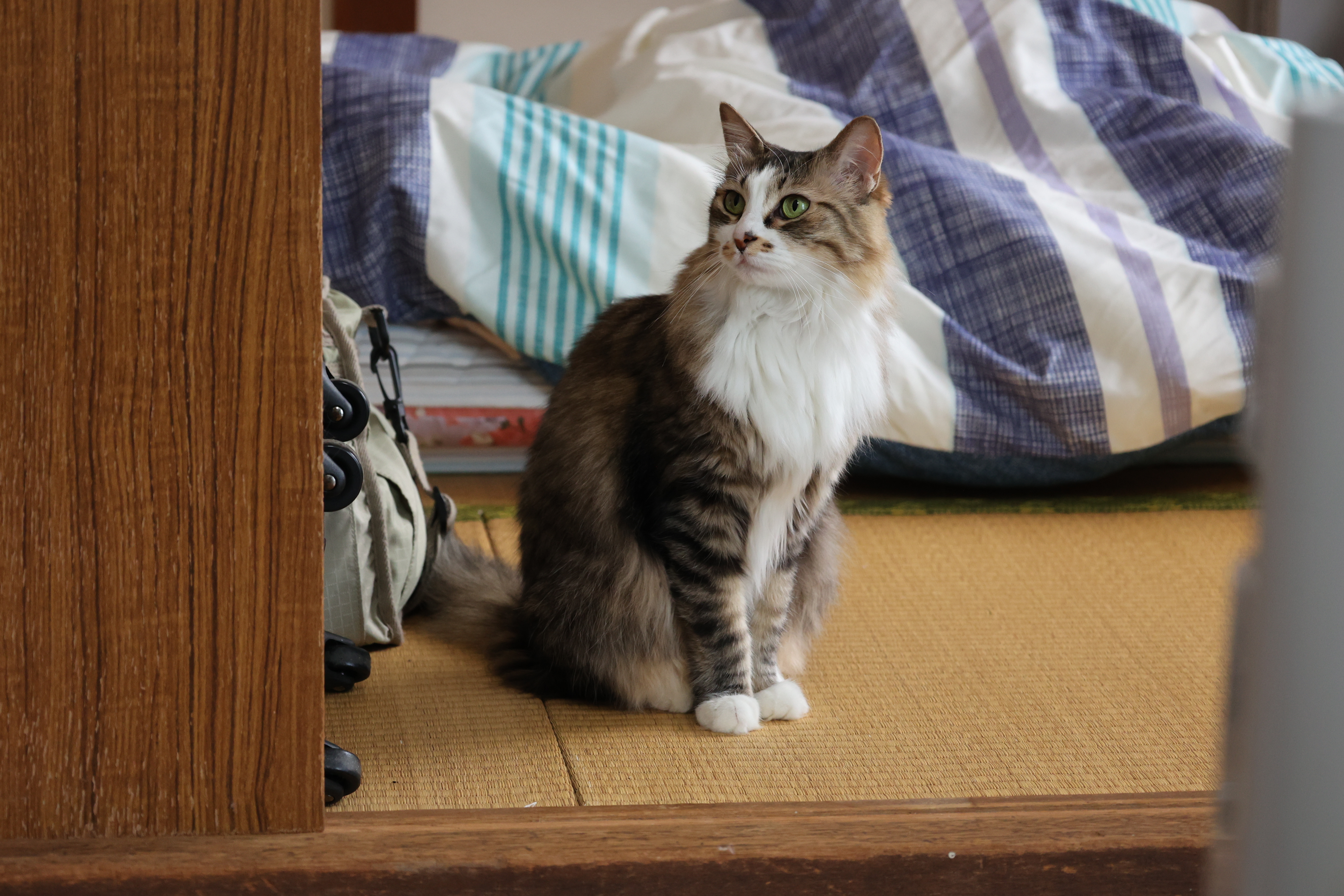 凛々しく立つよもぎin北海道２