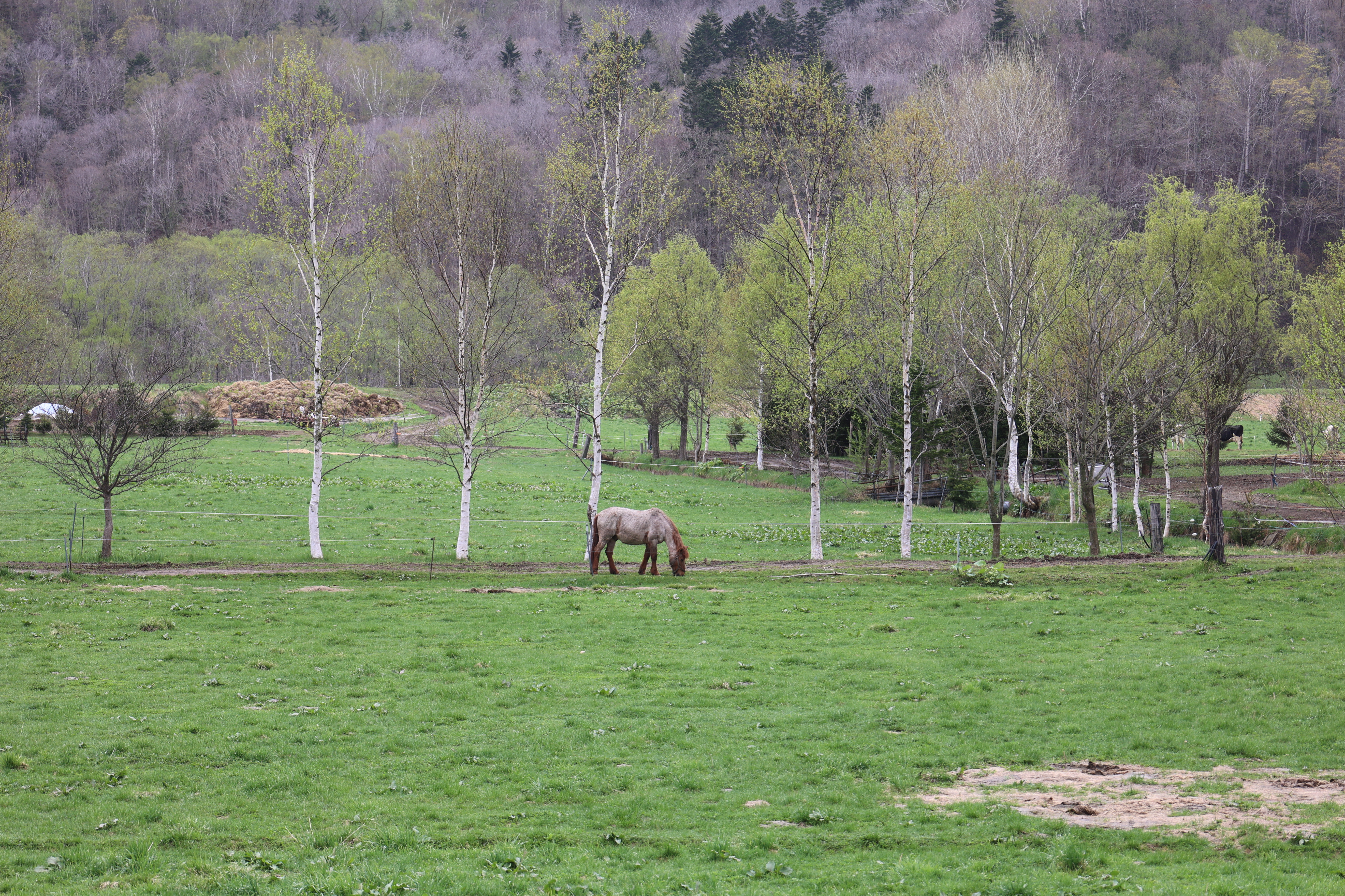 草原と馬（拡大）