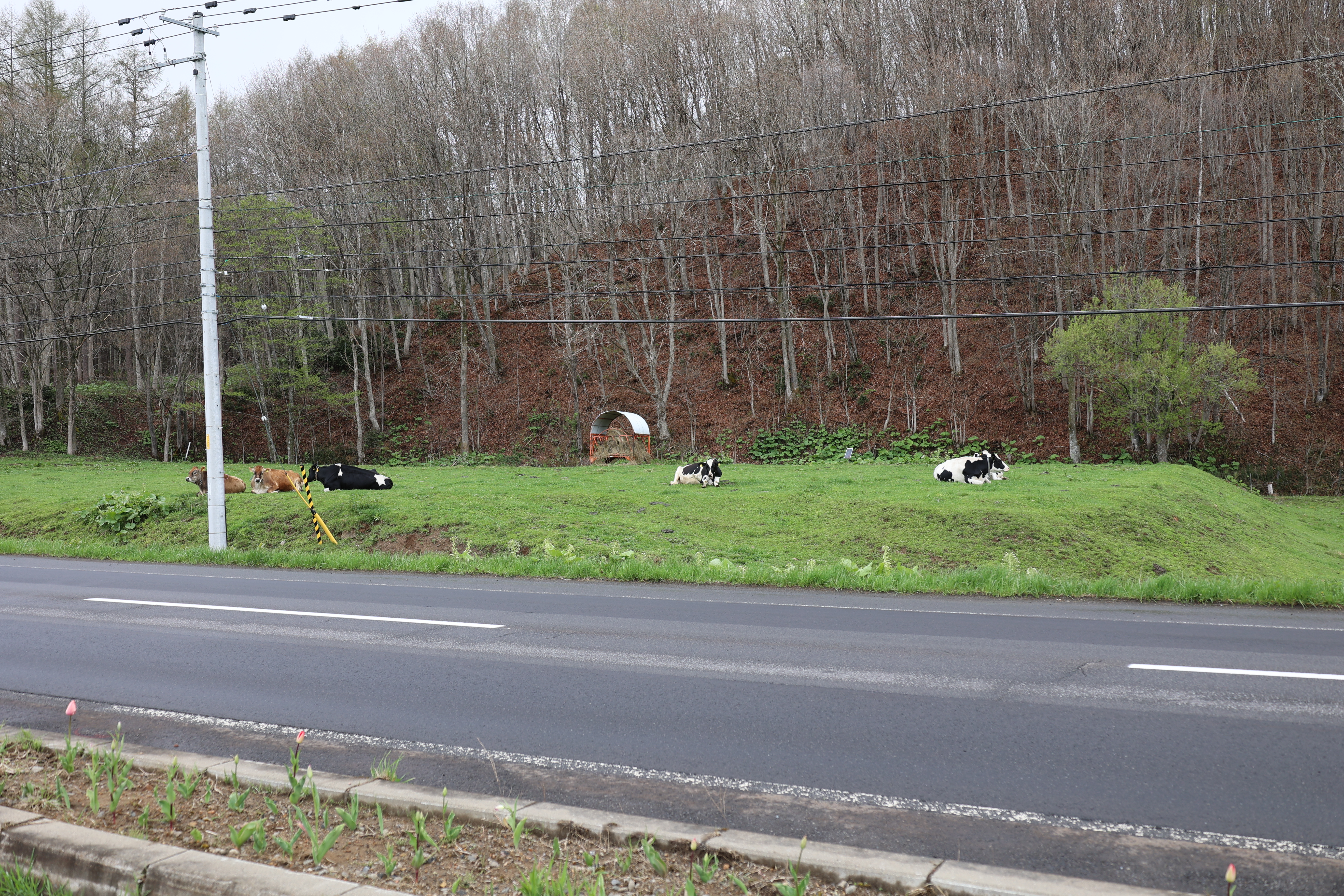 道路沿いに座る牛