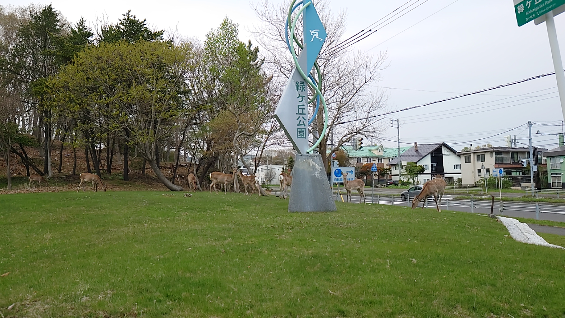 エゾシカが8頭いる