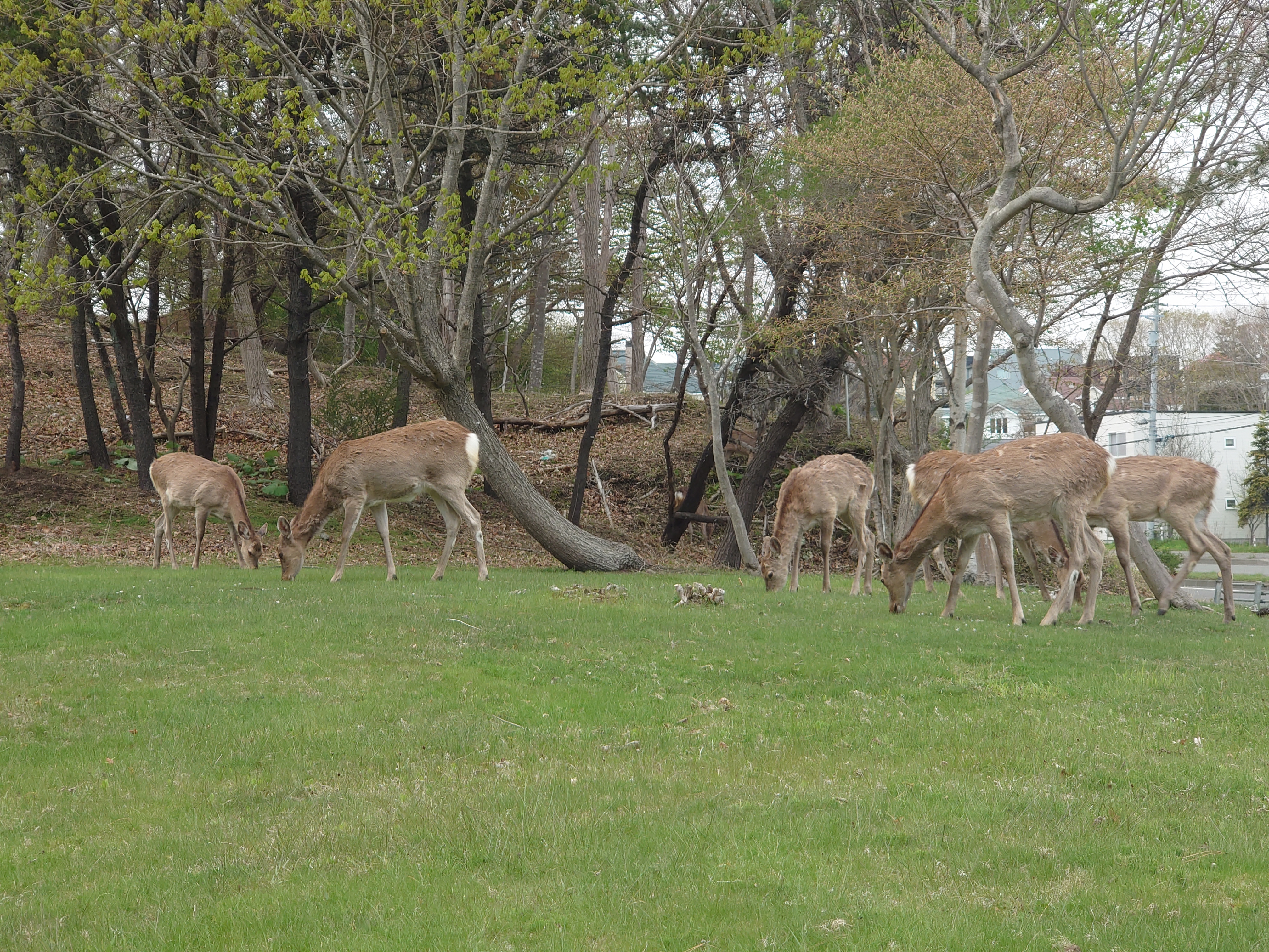 芝生を食べるエゾシカ達２