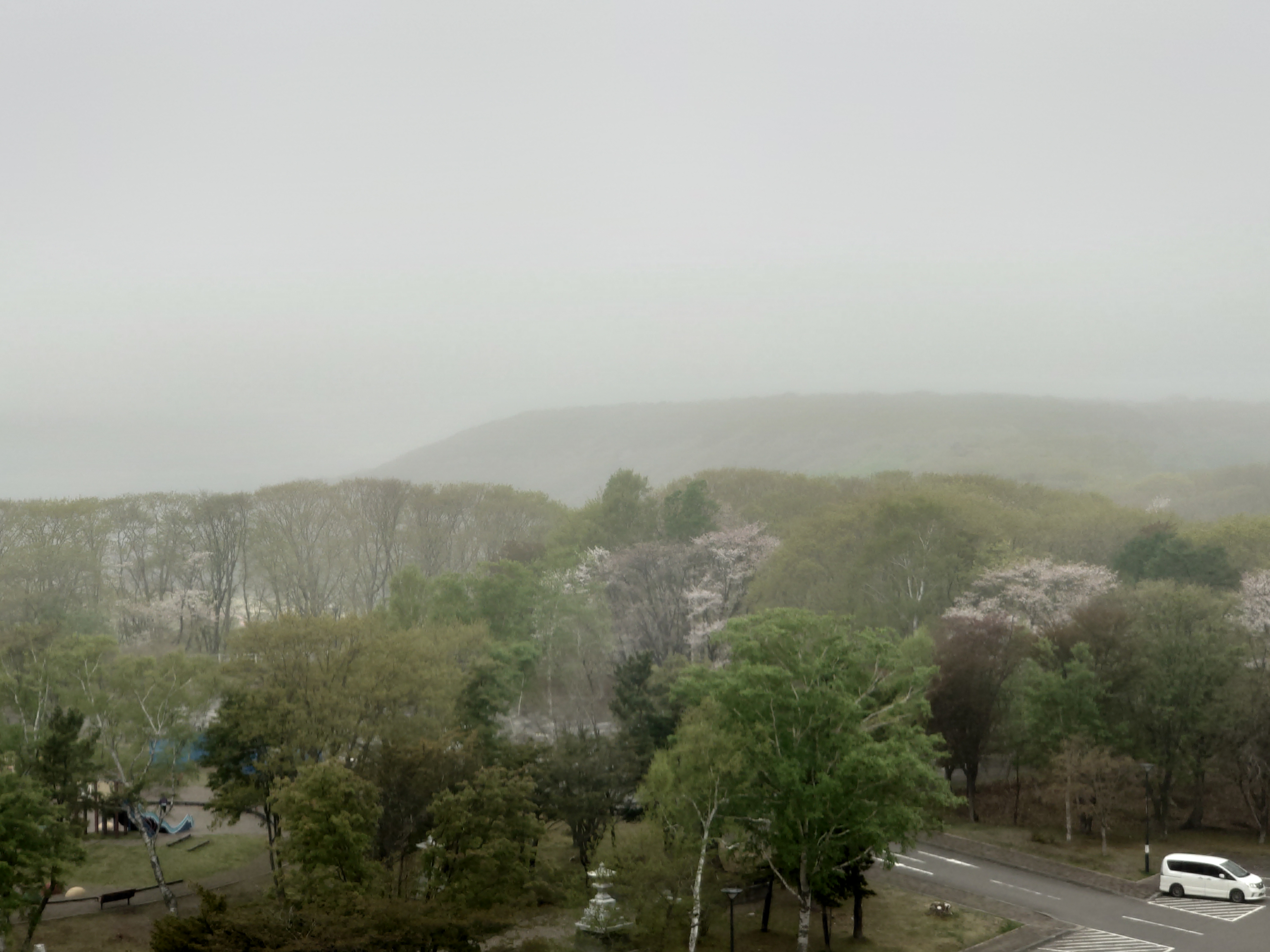 やや桜が咲いている