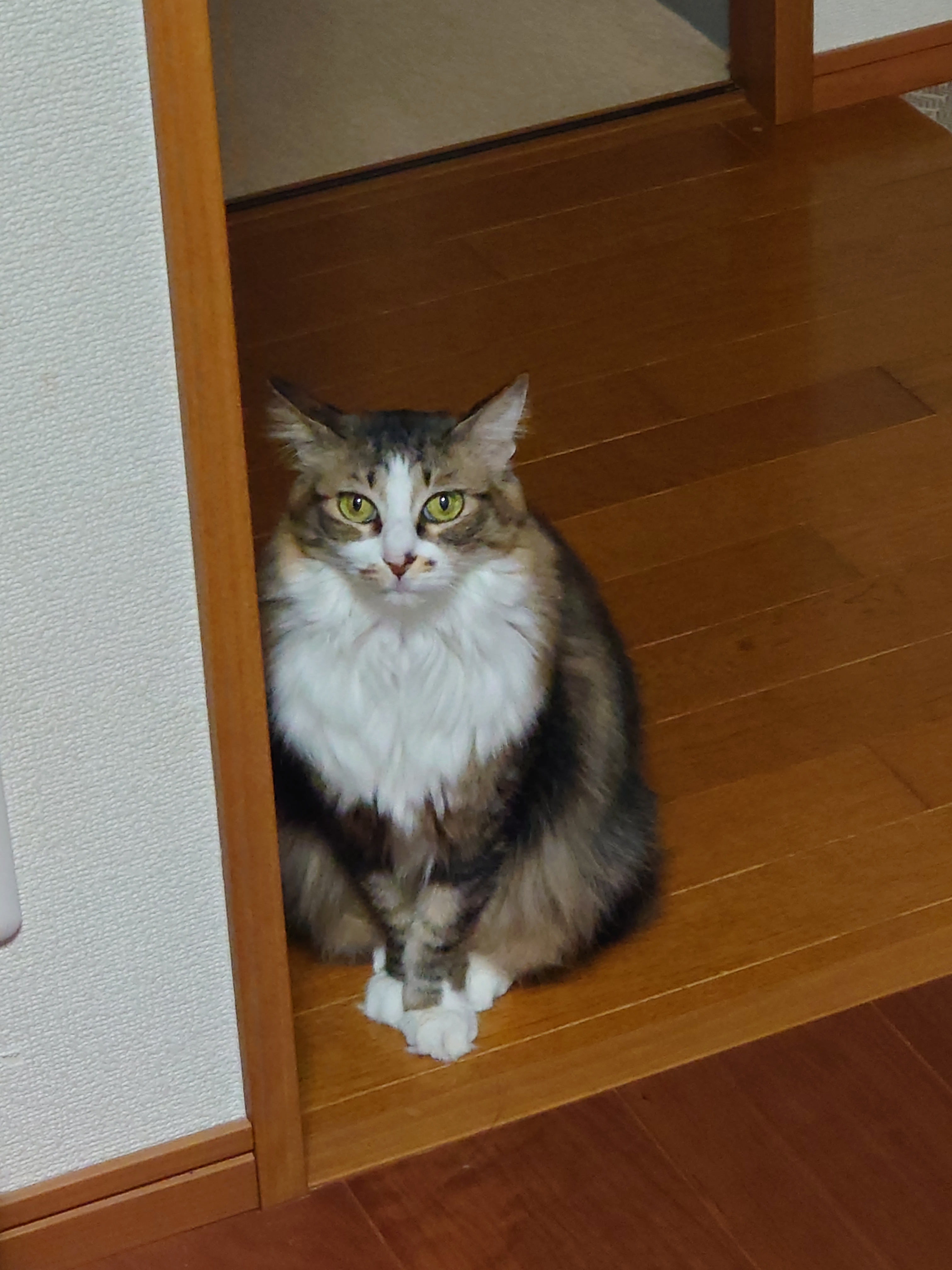 よもぎお澄まし