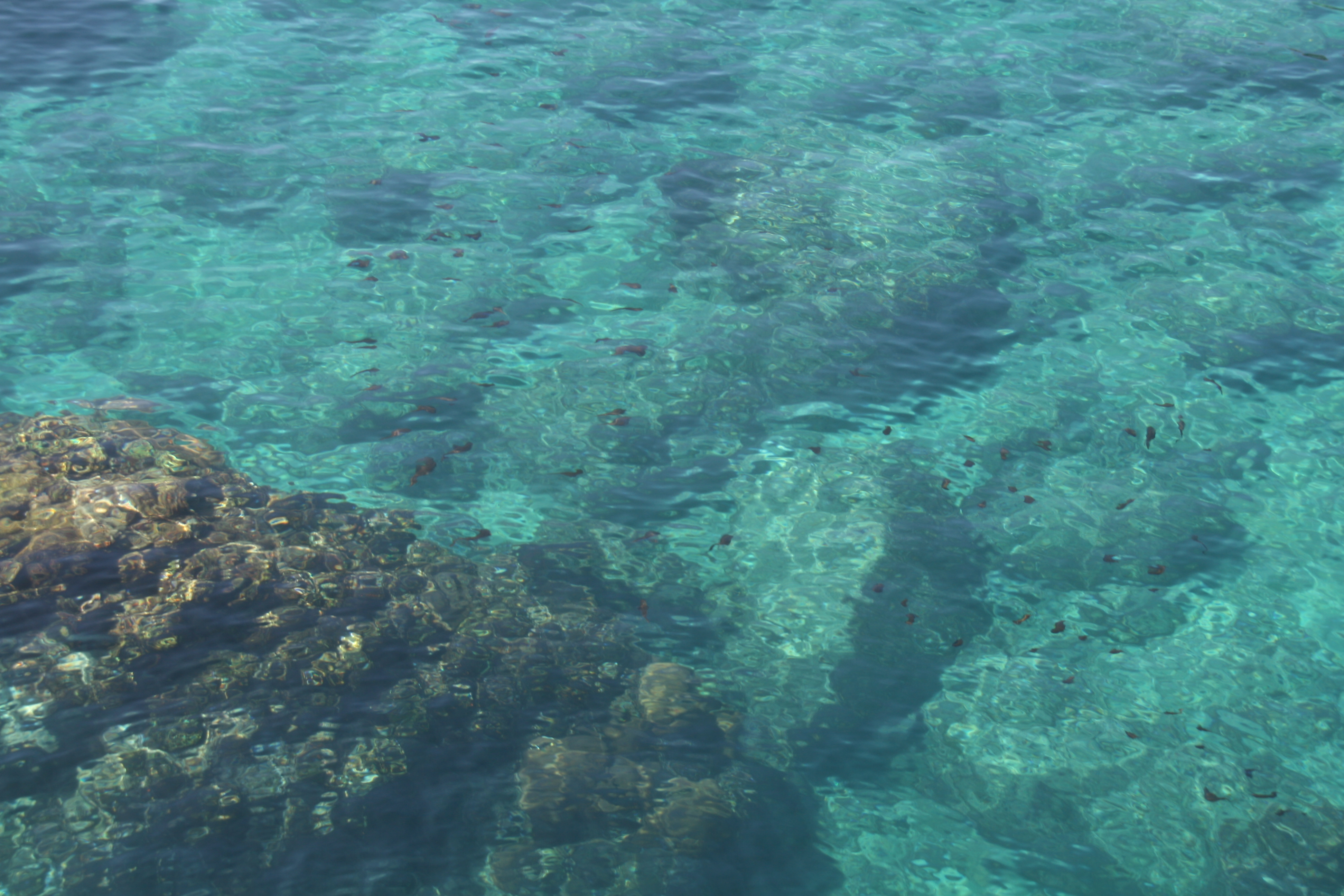 魚が泳いでいる 魚が泳いでいる