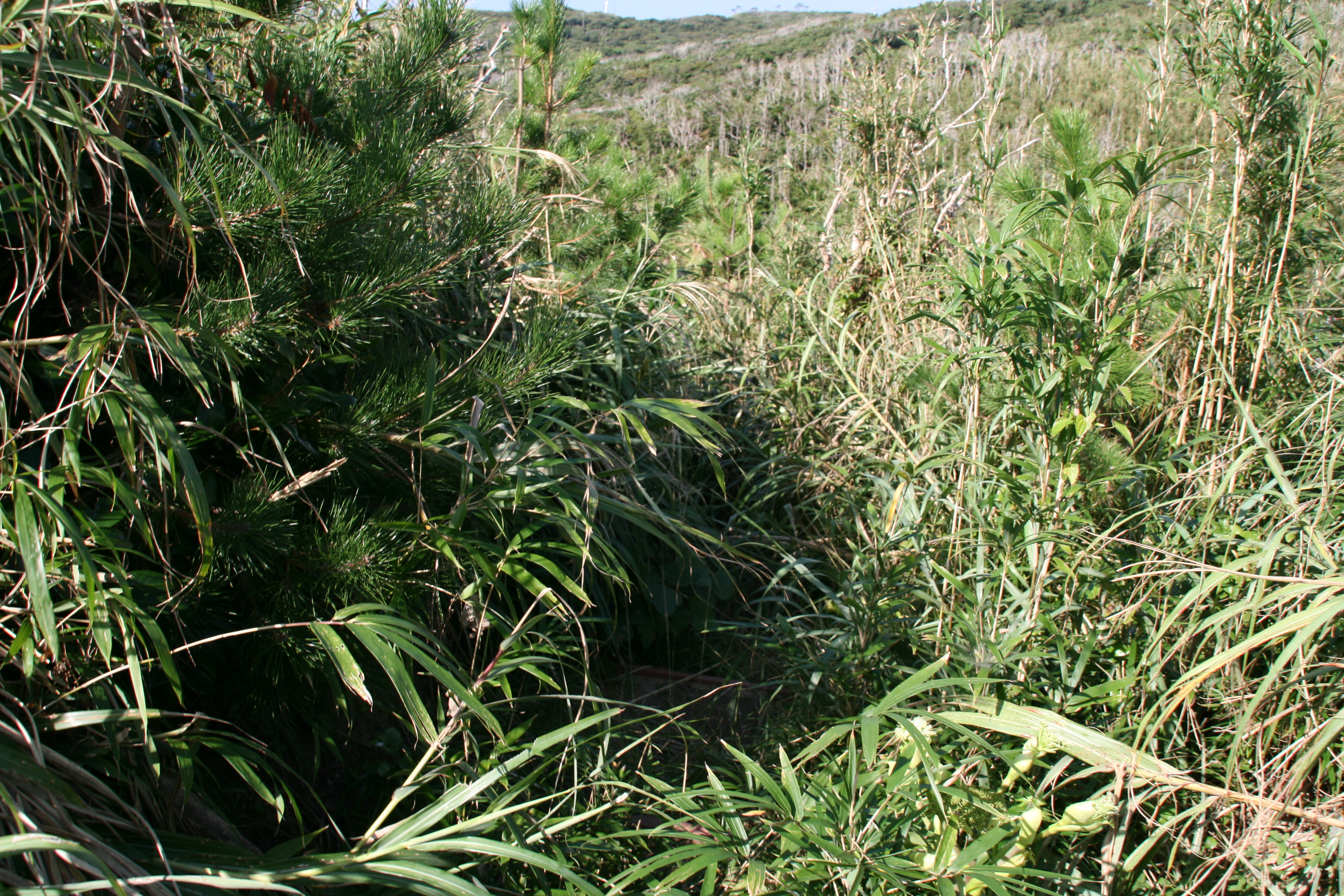 これ以上進めない これ以上進めない