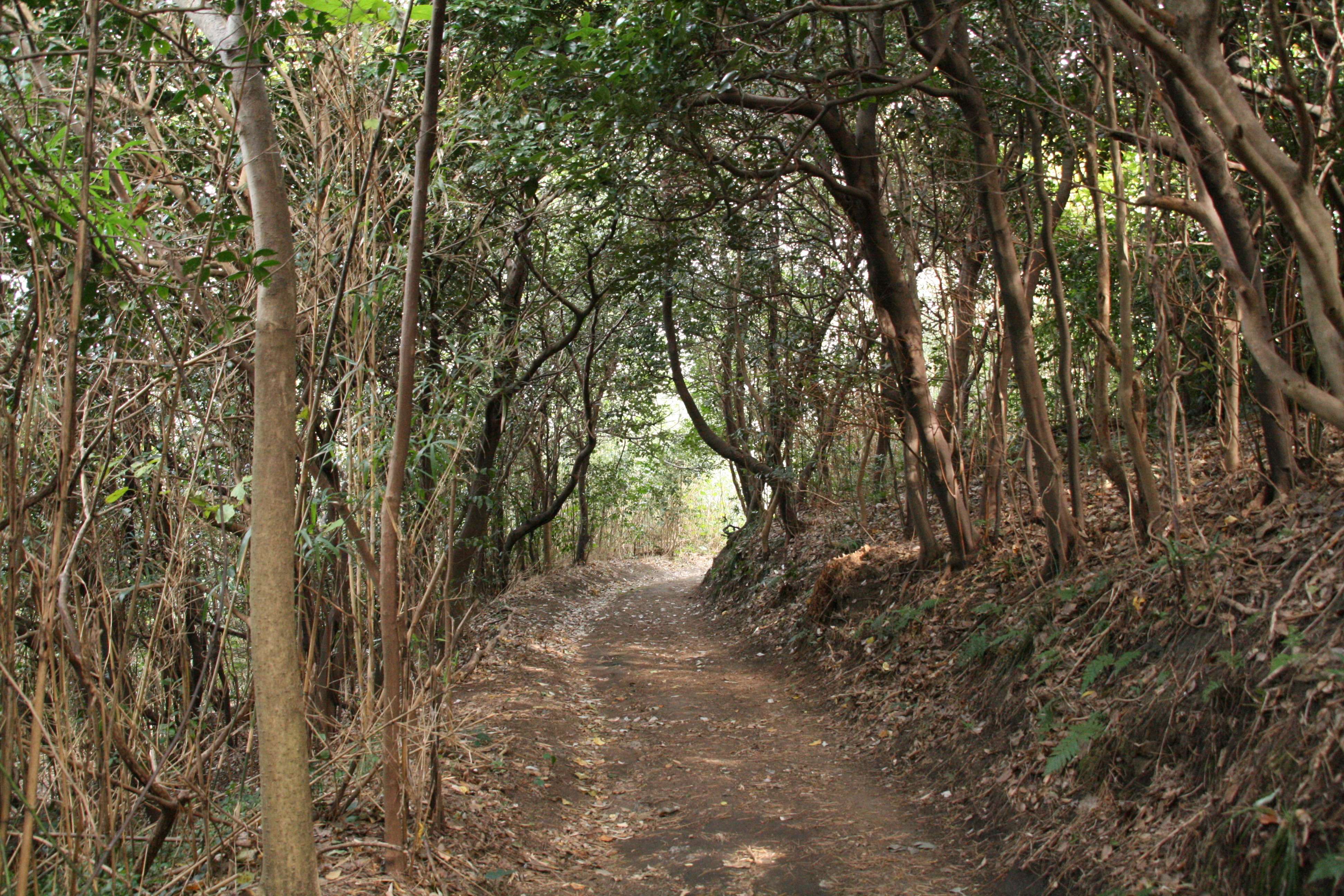 フノウの滝を目指して遊歩道を進む フノウの滝を目指して遊歩道を進む