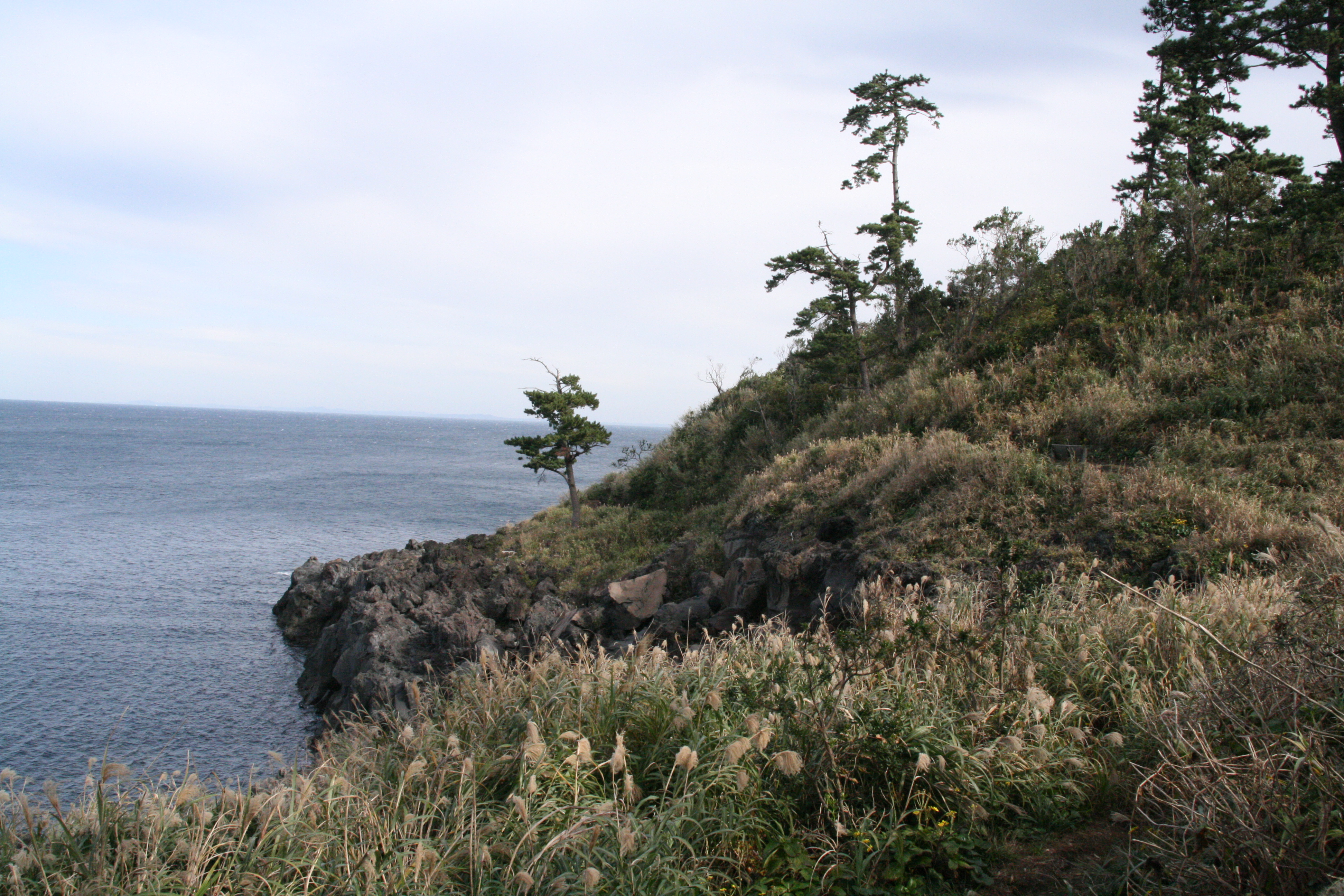 海岸線の松の木 海岸線の松の木
