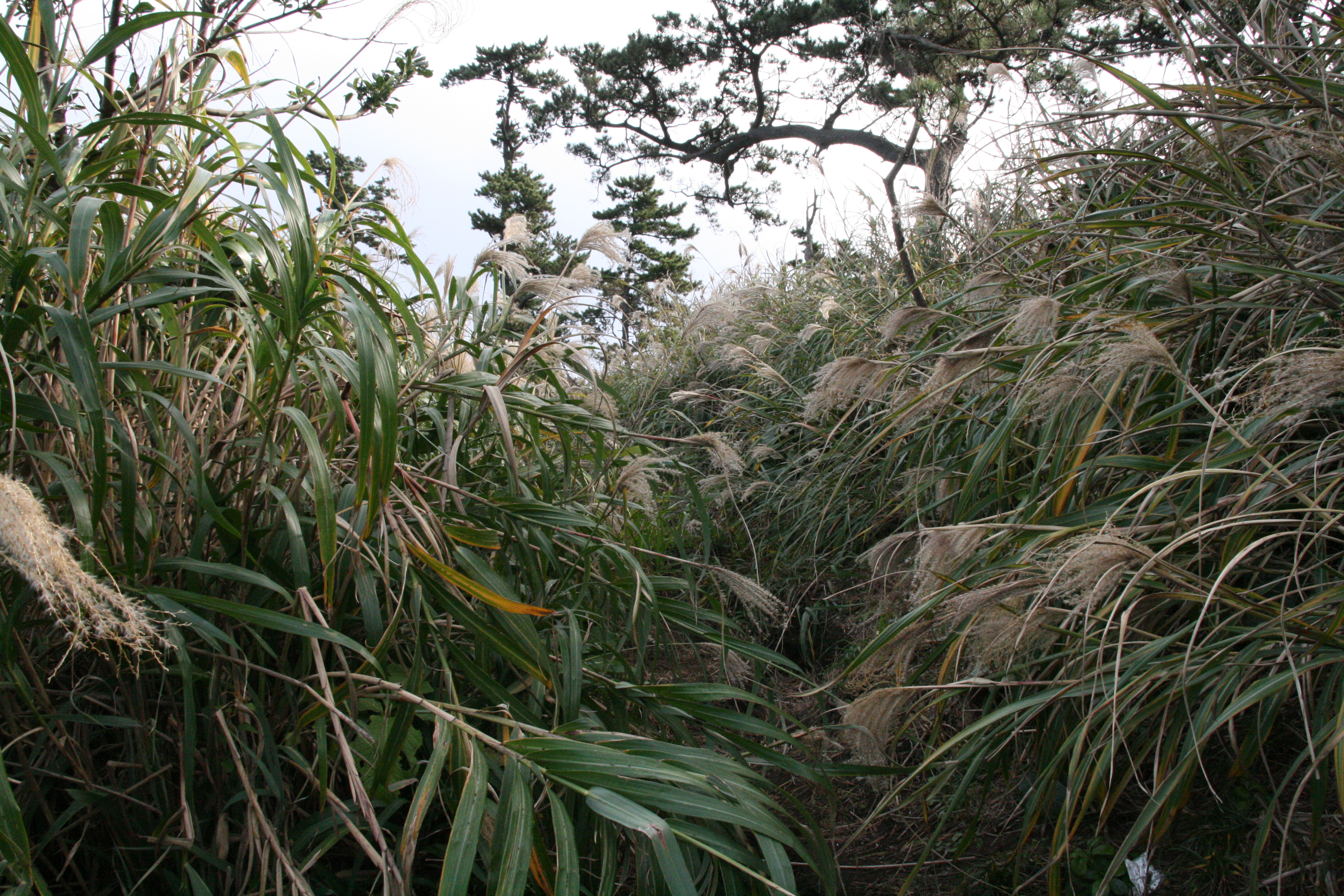 道が無くなる 道が無くなる
