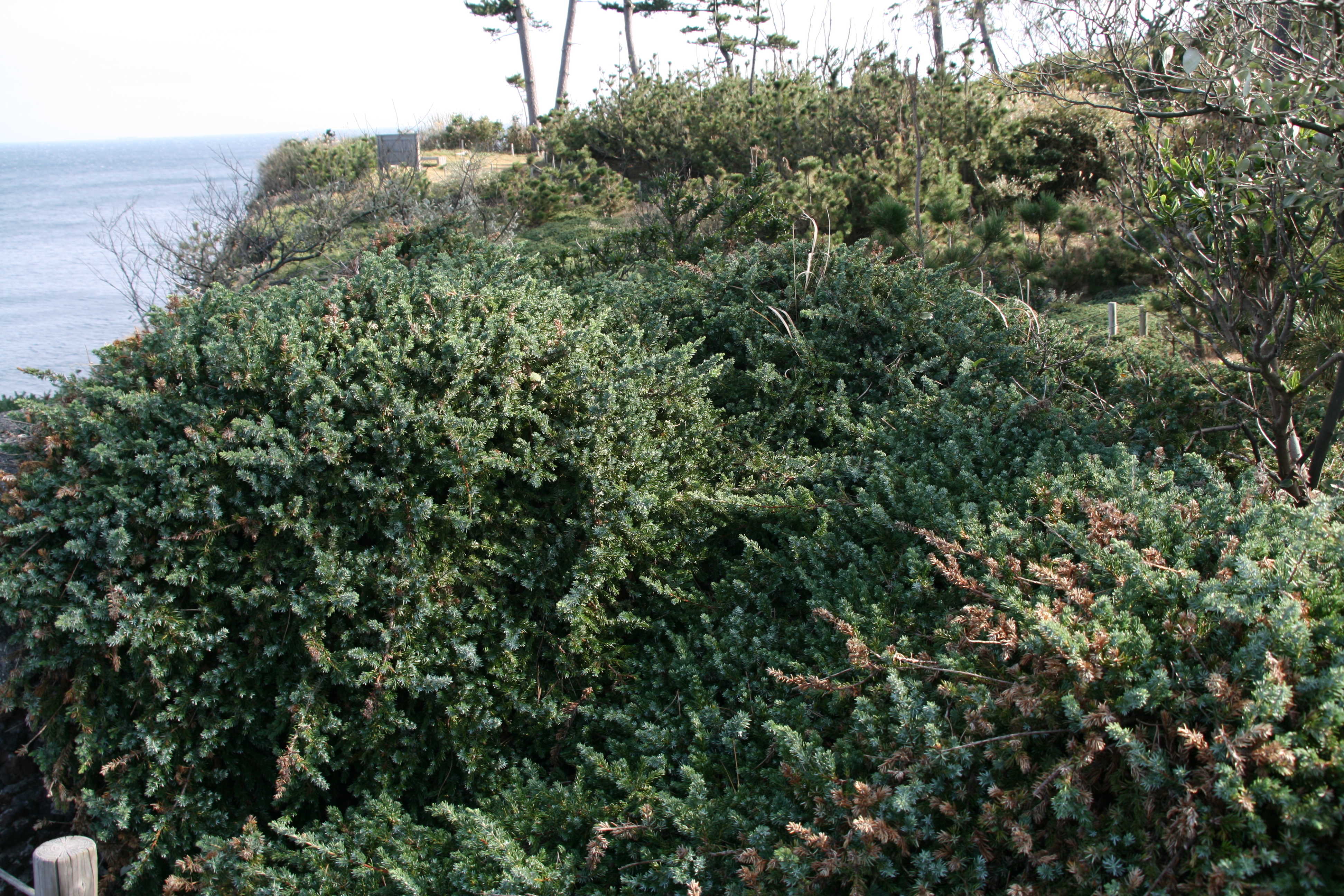 低層の植物が生い茂っている 低層の植物が生い茂っている
