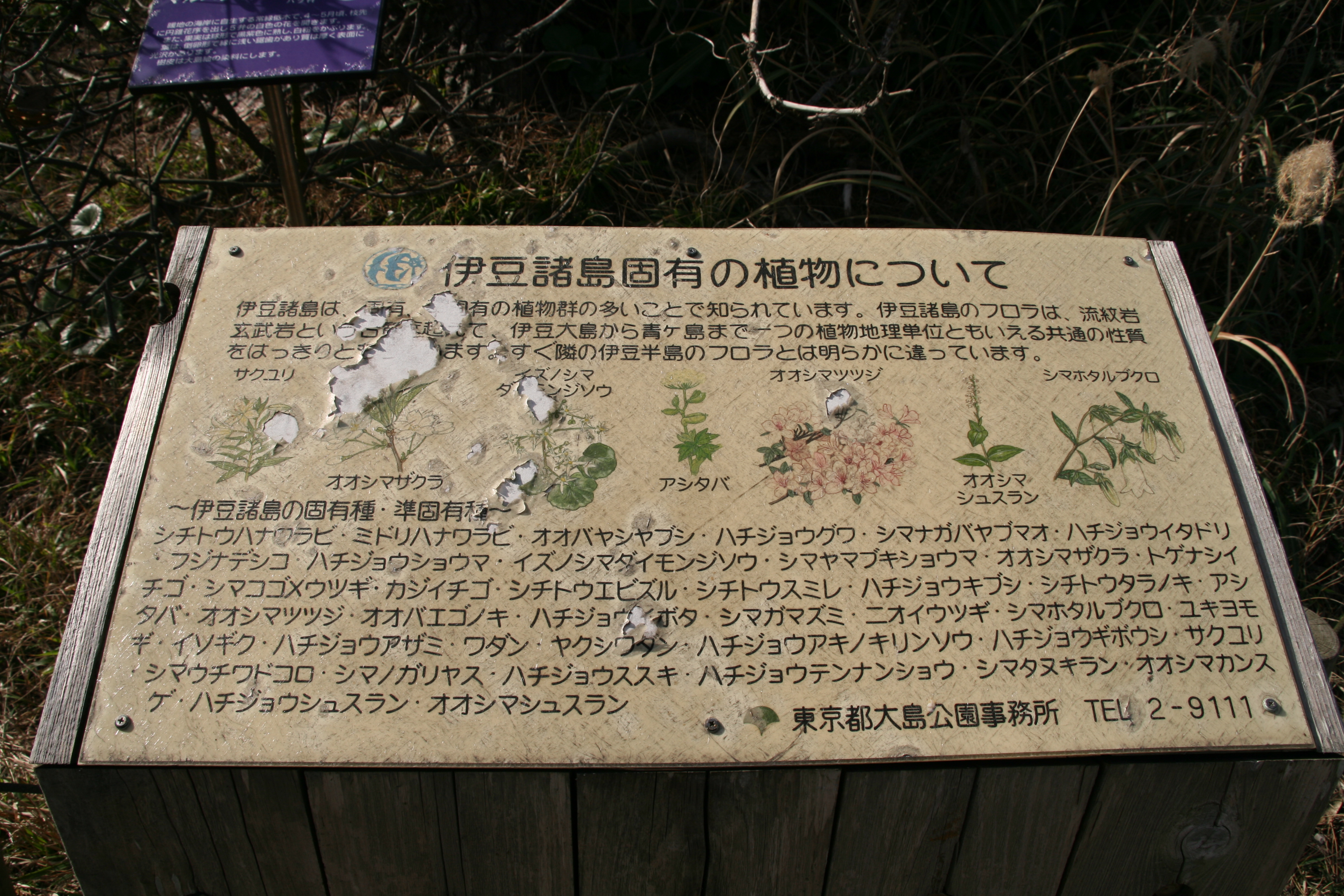 伊豆諸島固有の植物について 伊豆諸島固有の植物について