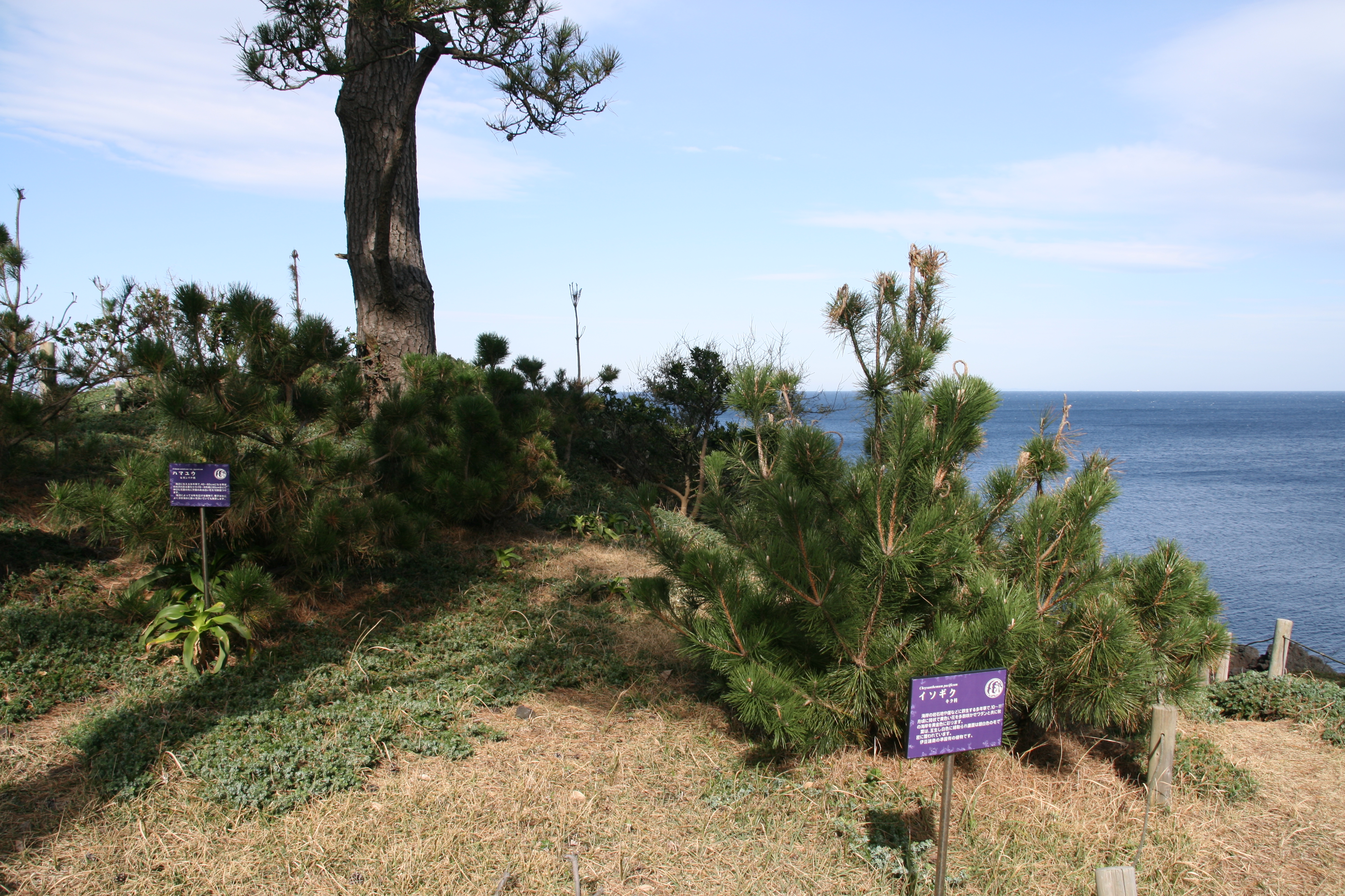 イソギクとハマユウ イソギクとハマユウ
