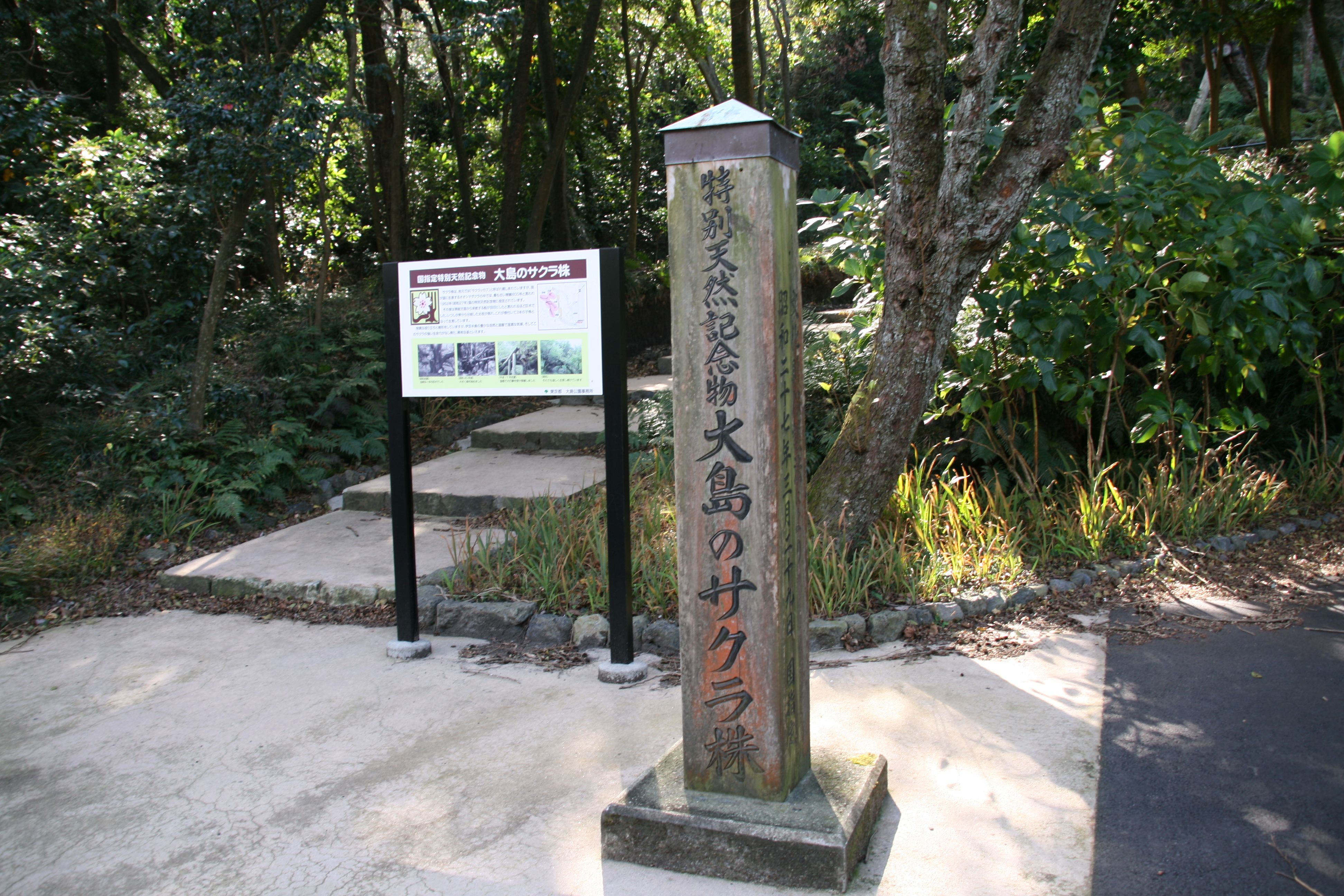 大島のサクラ株 大島のサクラ株