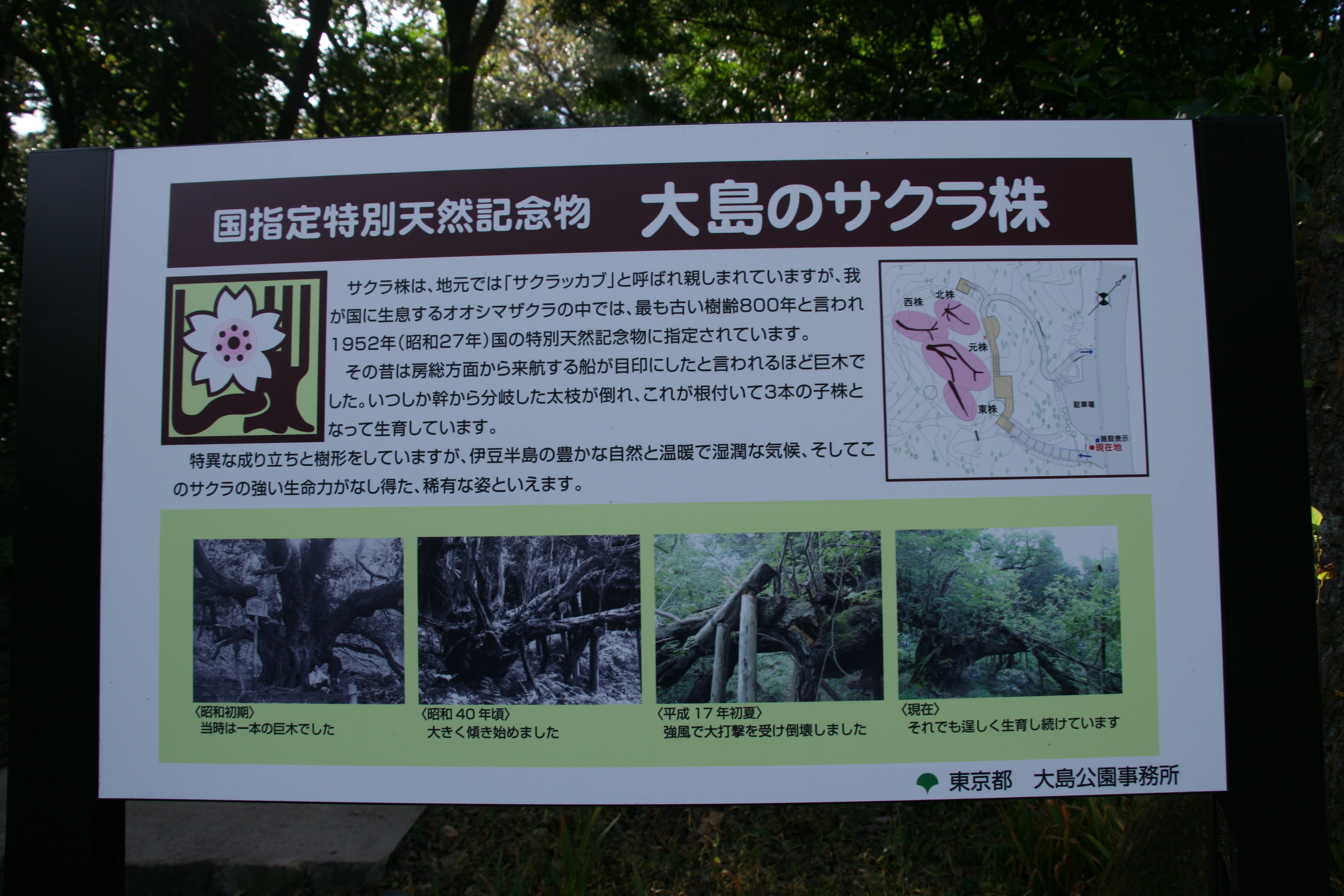 大島のサクラ株の看板１