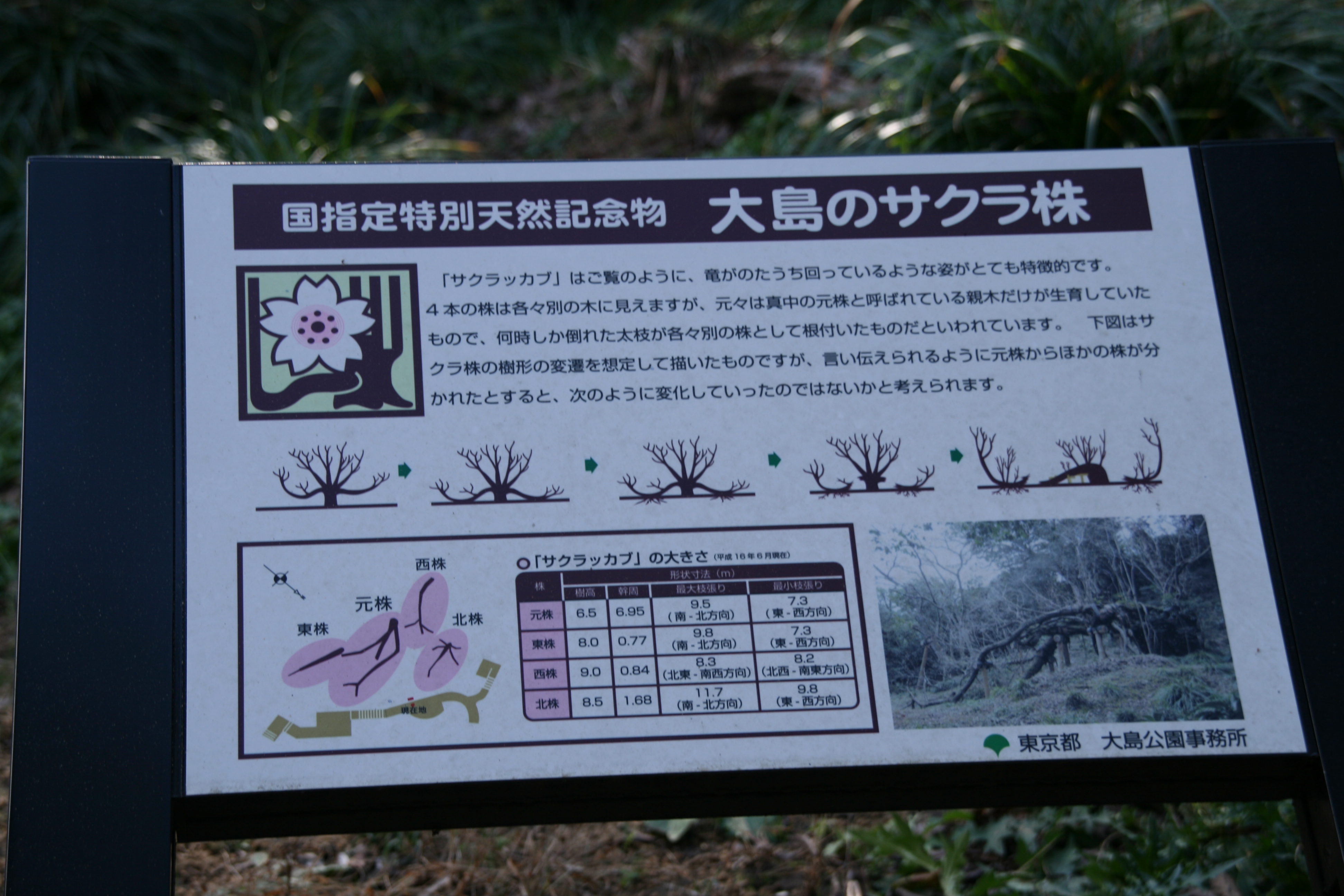 大島のサクラ株２