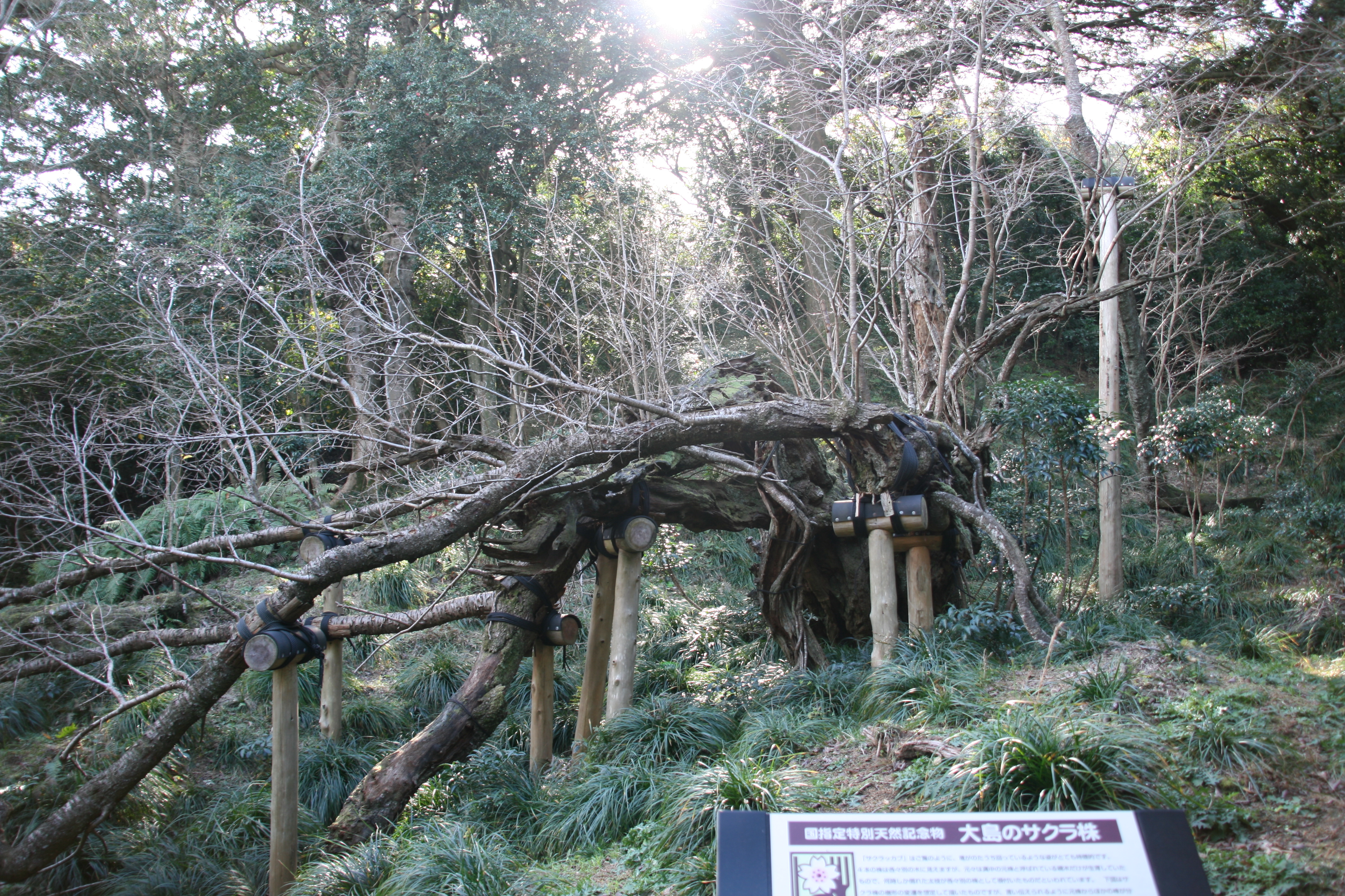 大島のサクラ株実物１