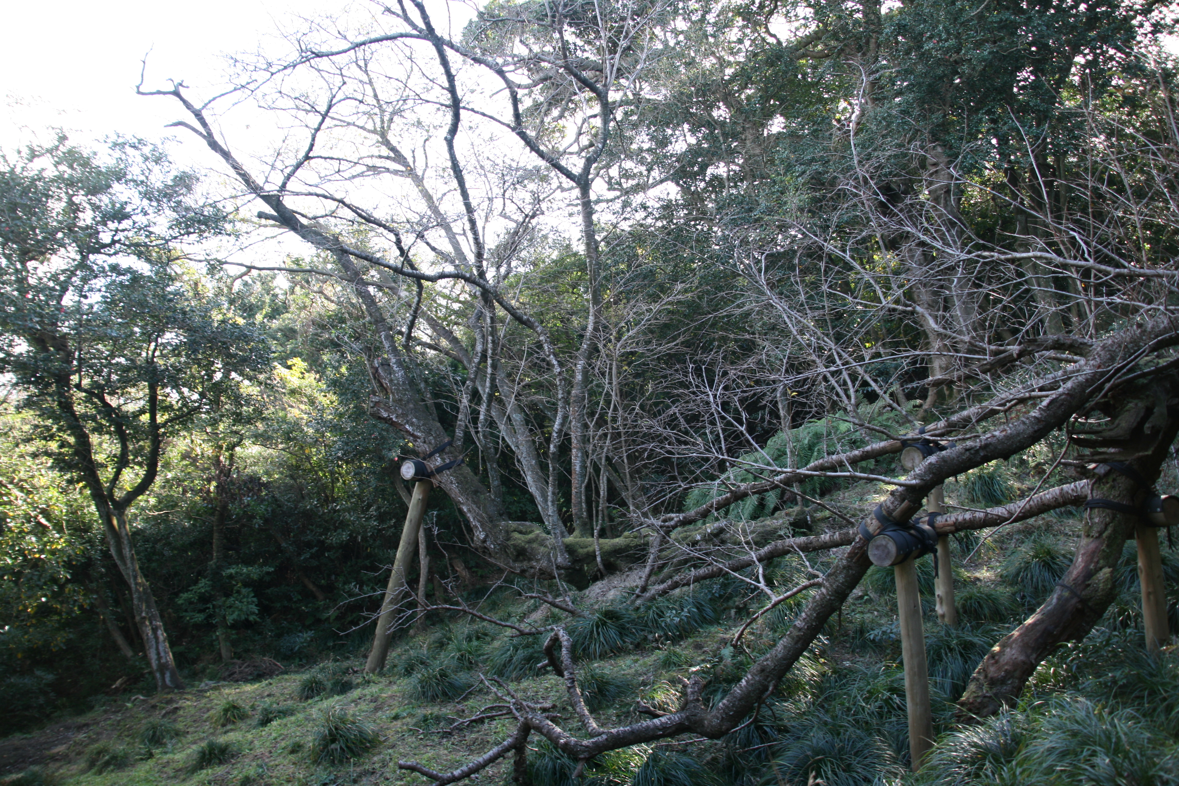 大島のサクラ株実物２
