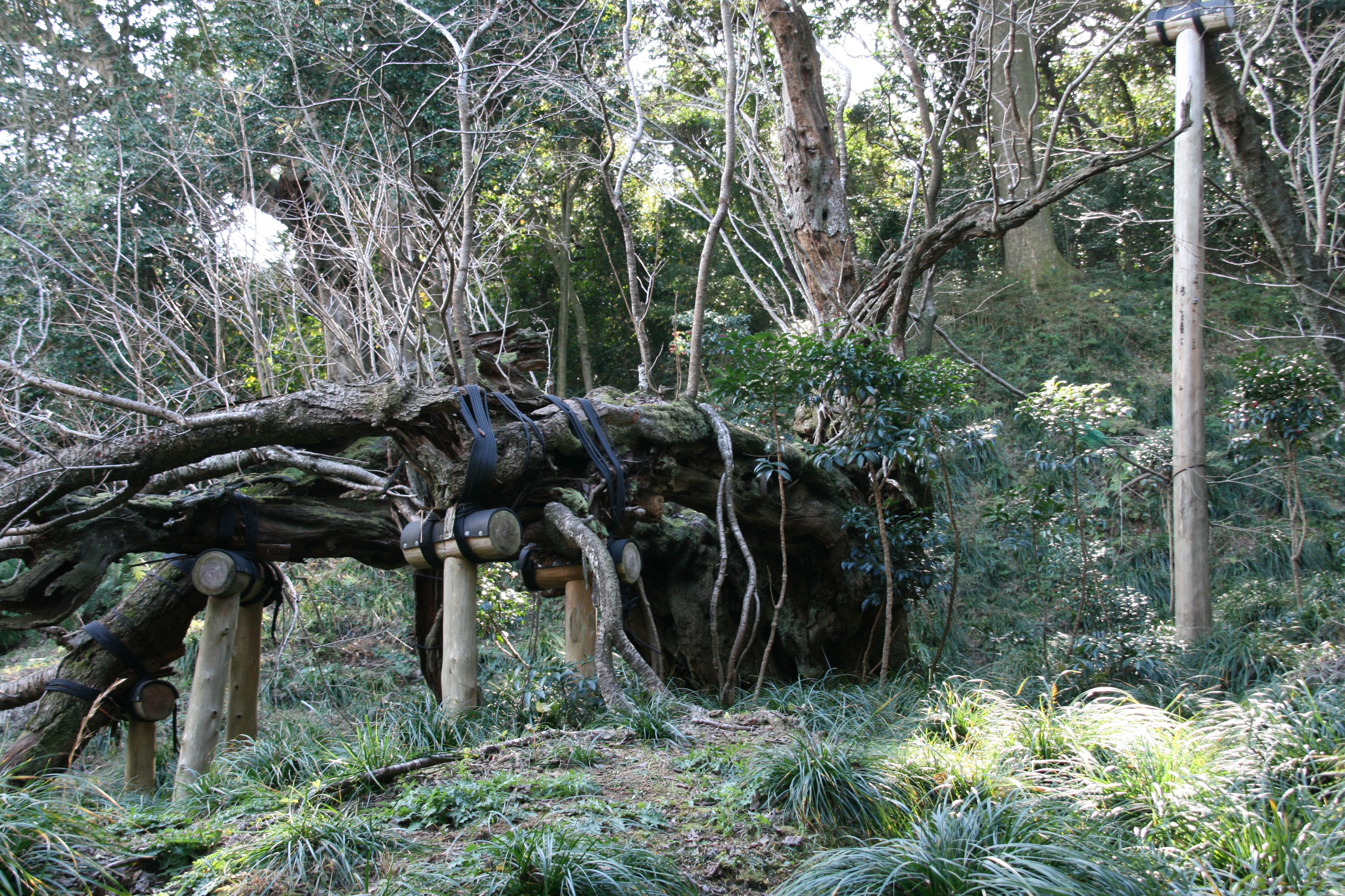 大島のサクラ株実物３