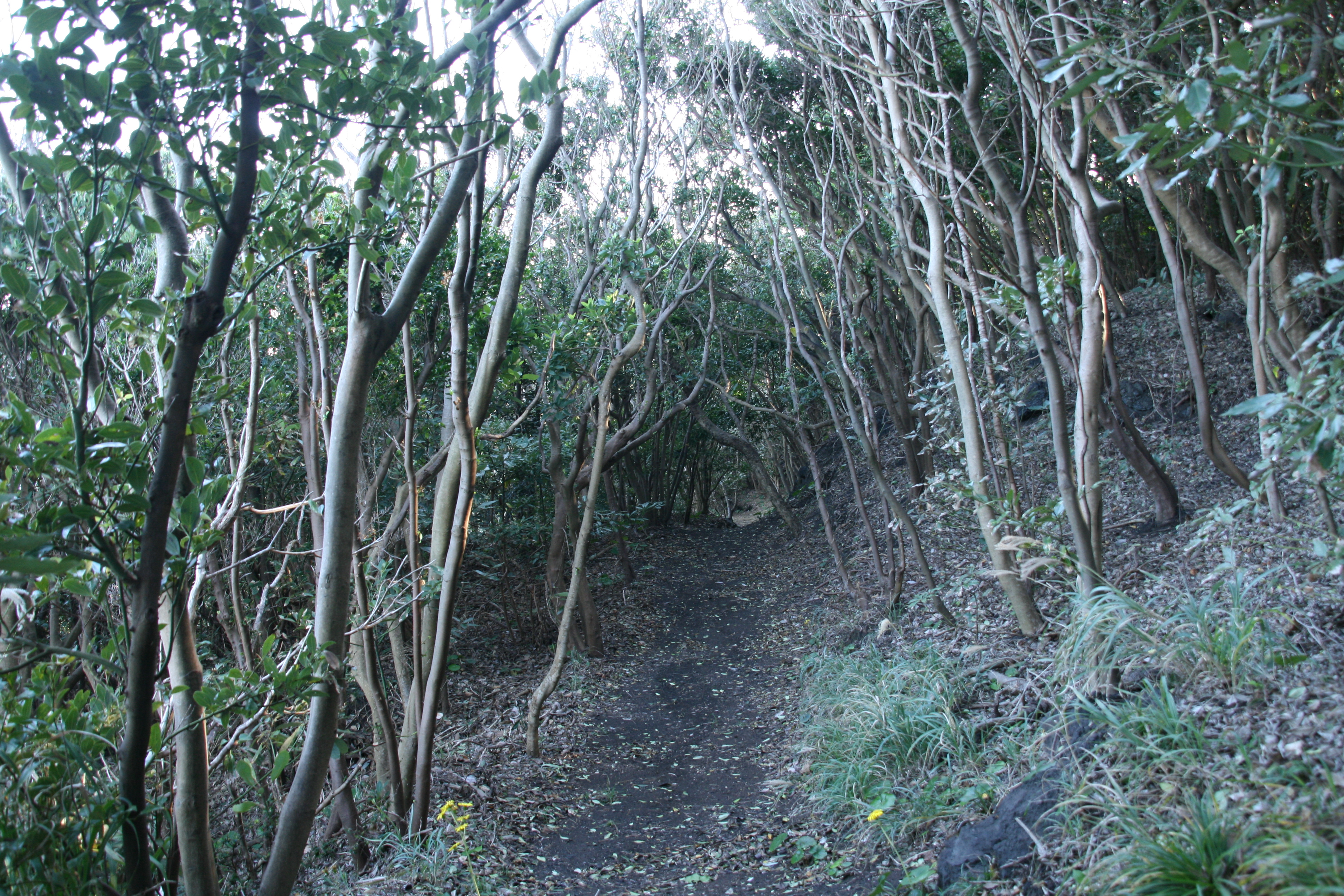 遊歩道を進む 遊歩道を進む