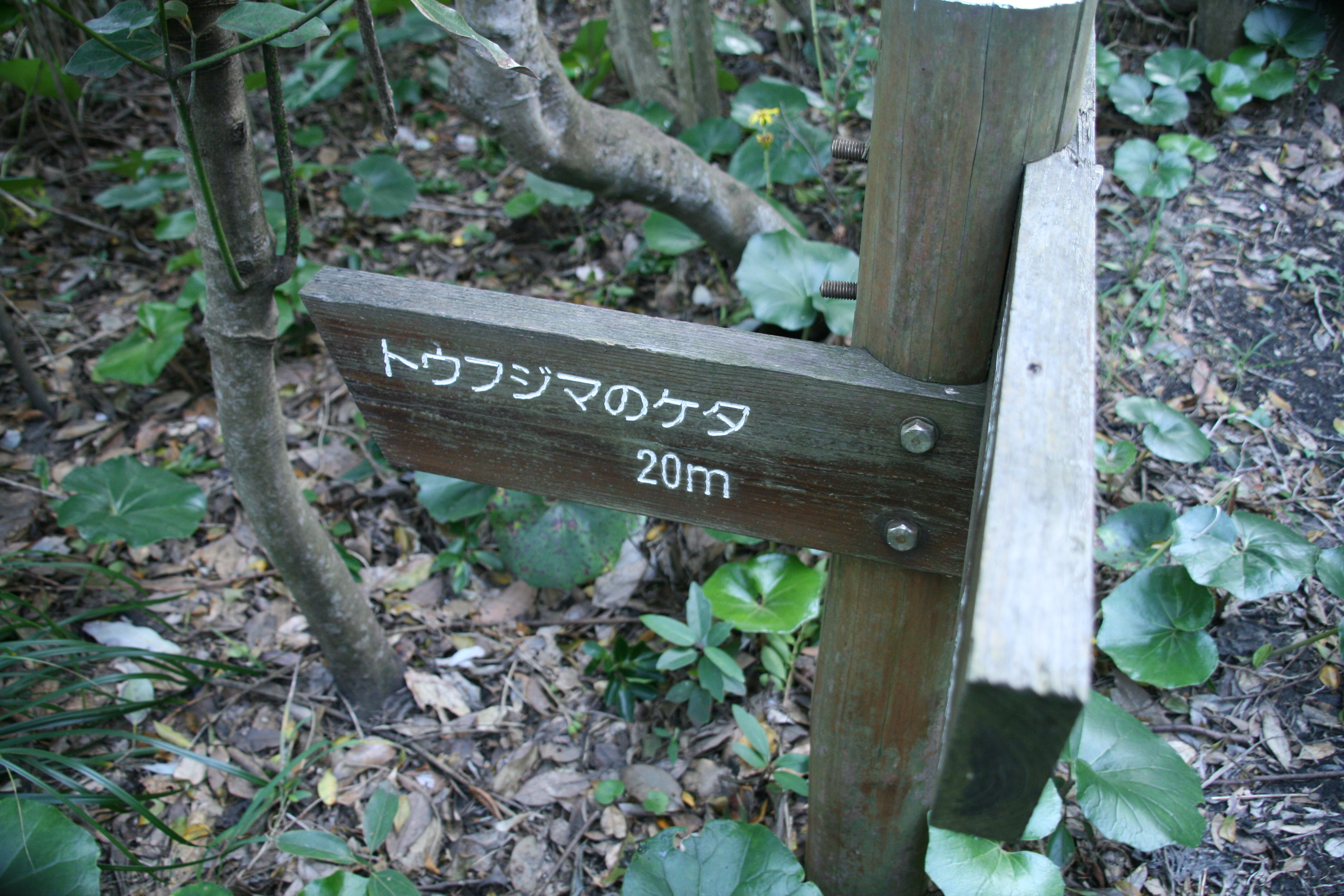 トウフジマのケタ トウフジマのケタ