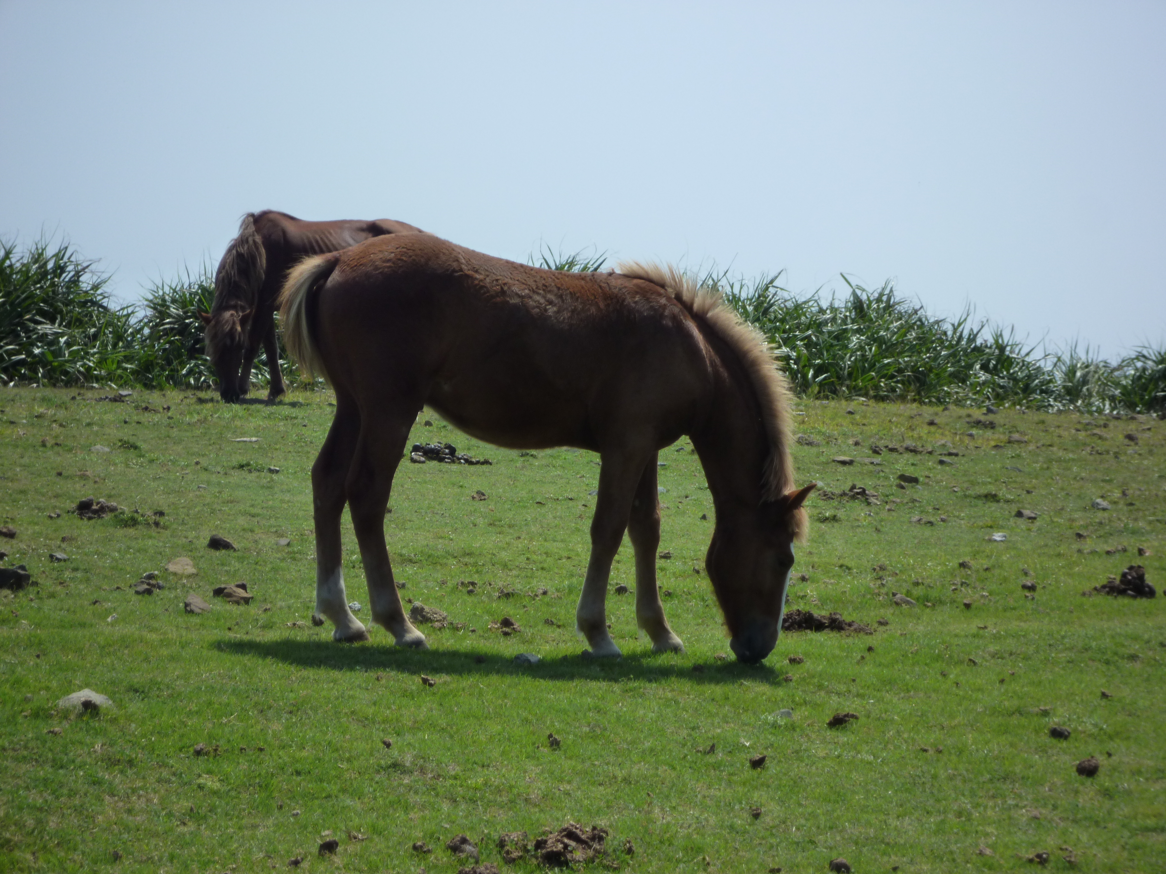 与那国馬２