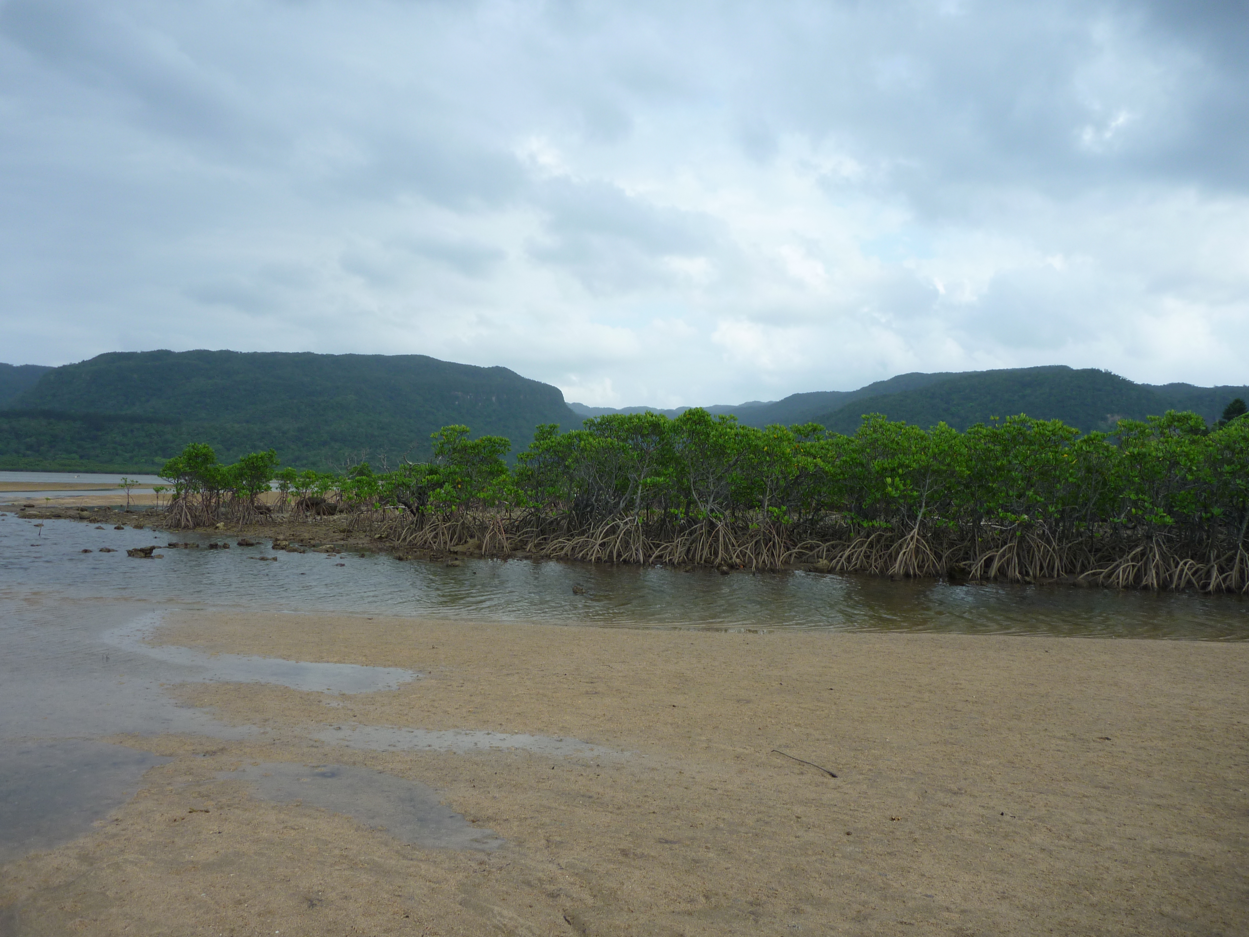 船浦湾の干潮とマングローブ４