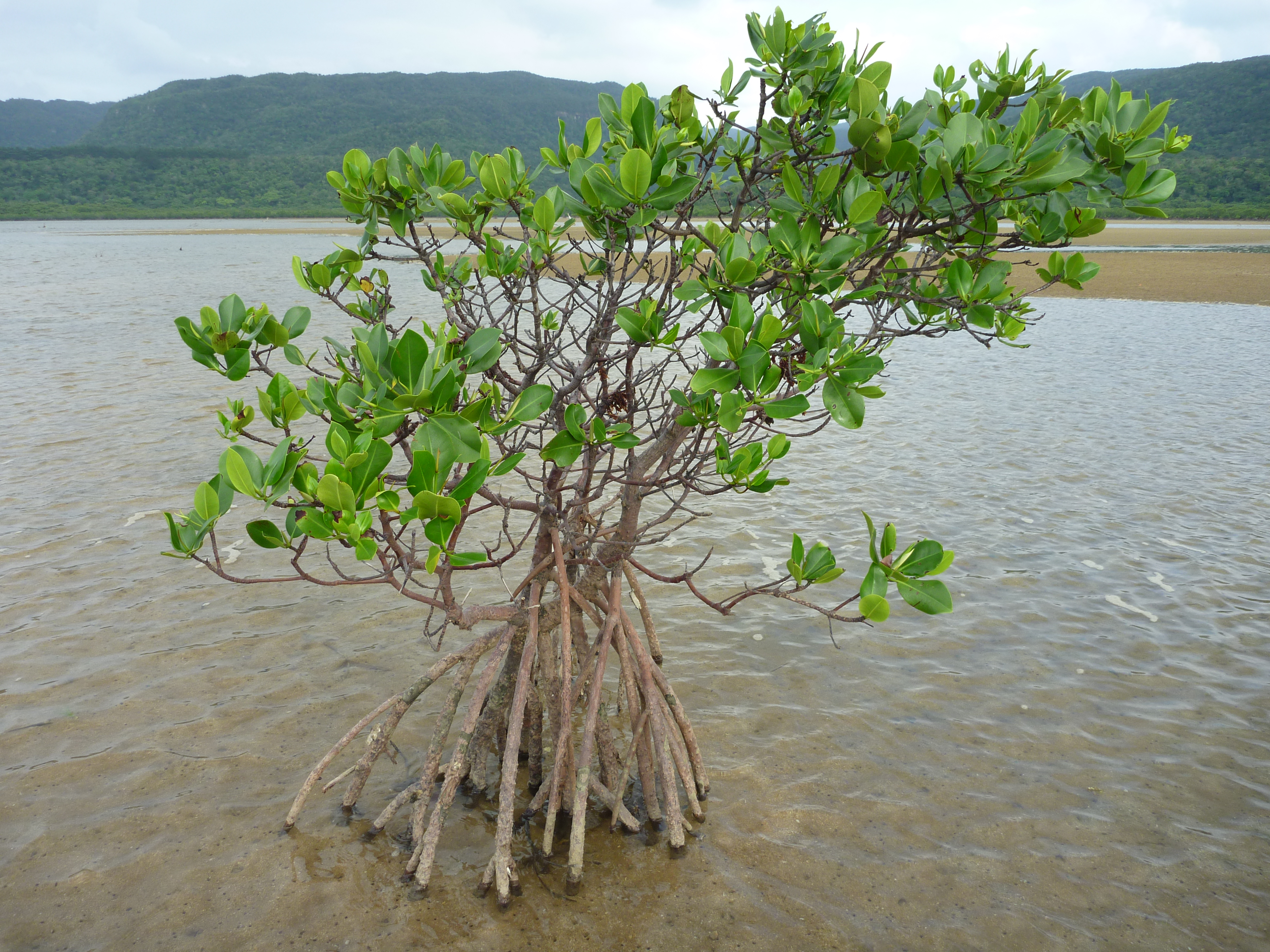 船浦湾の干潮とマングローブ５