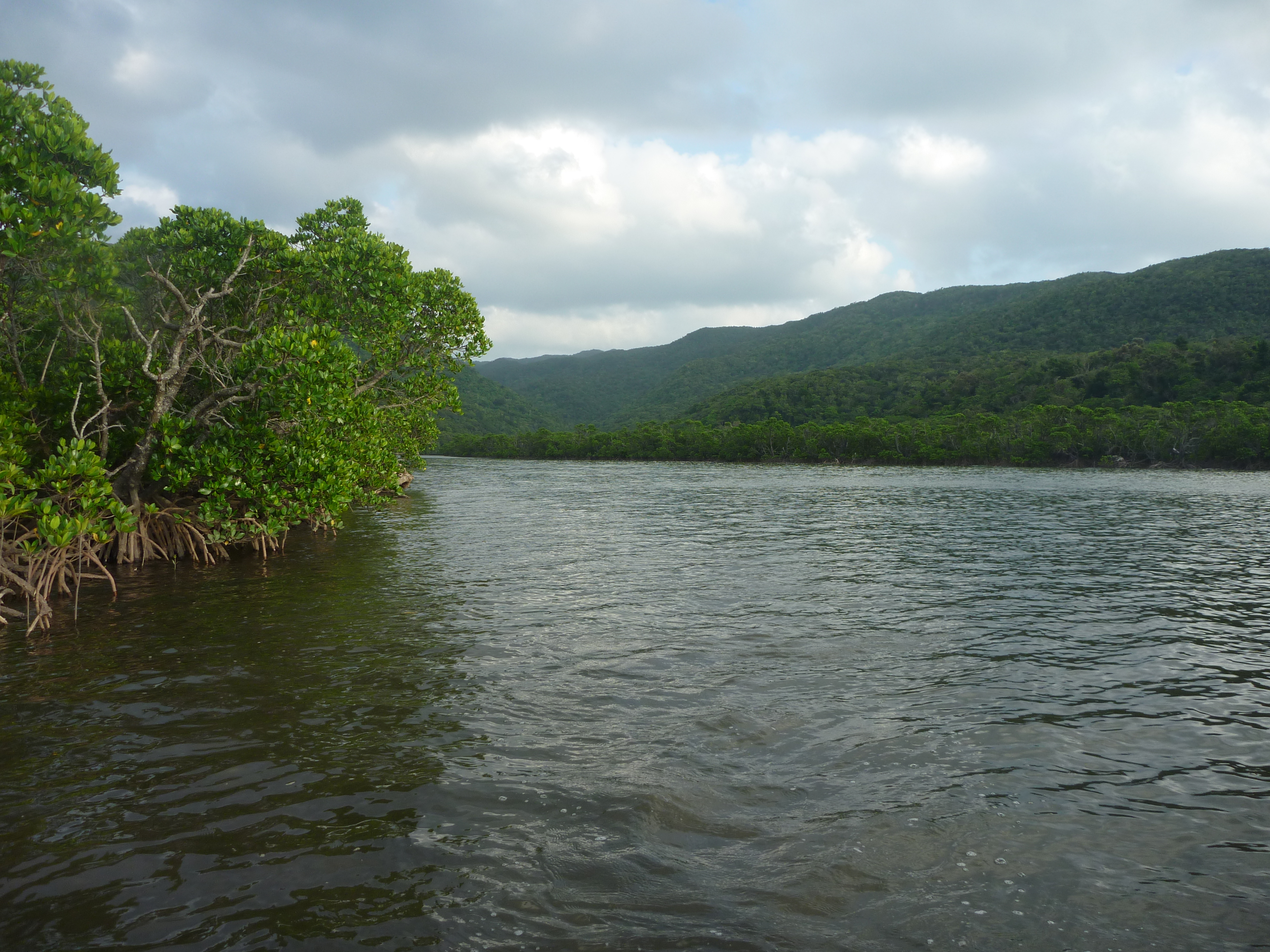 潮が満ちたマングローブ林