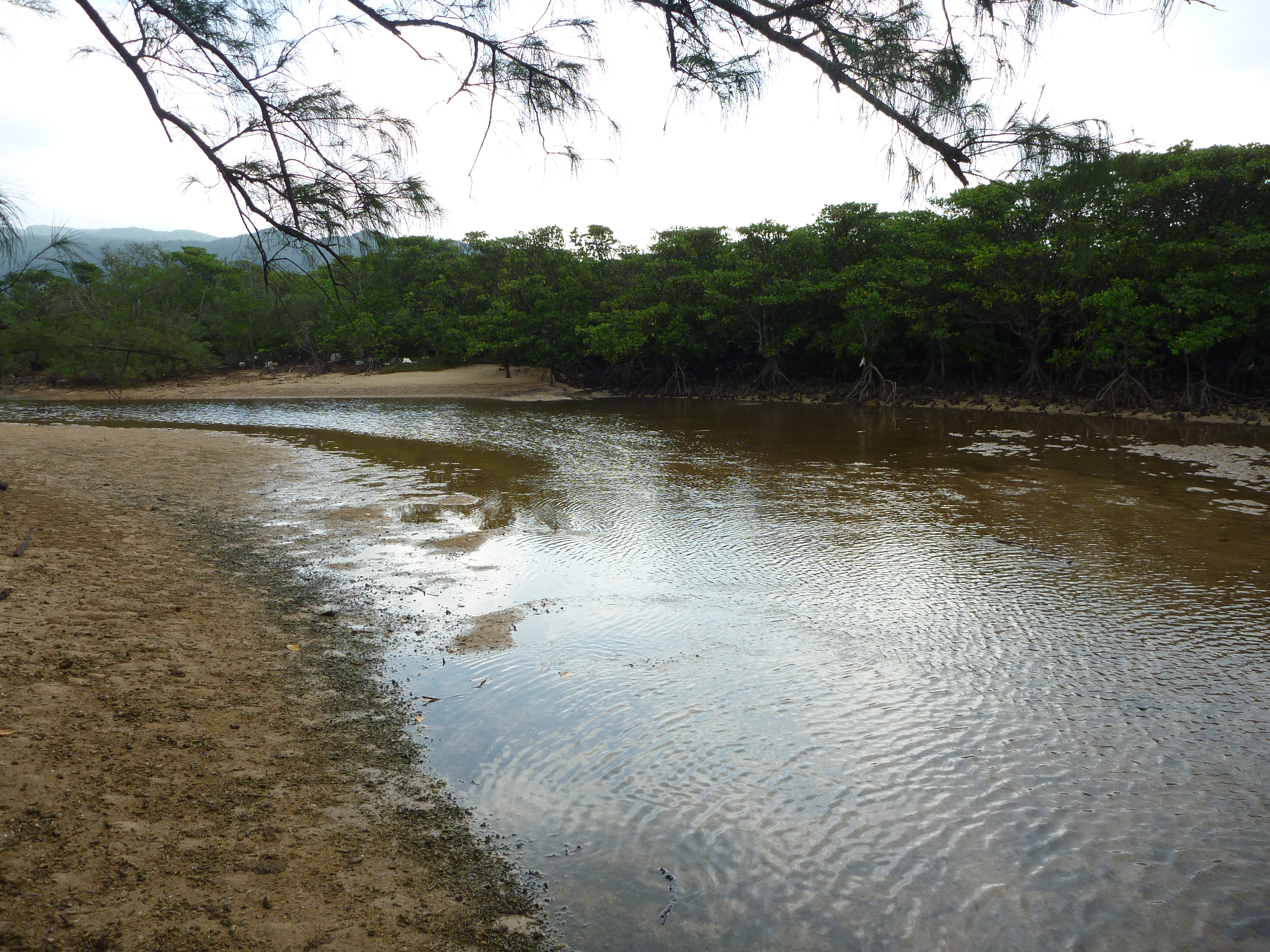 船浦湾の干潮とマングローブ１