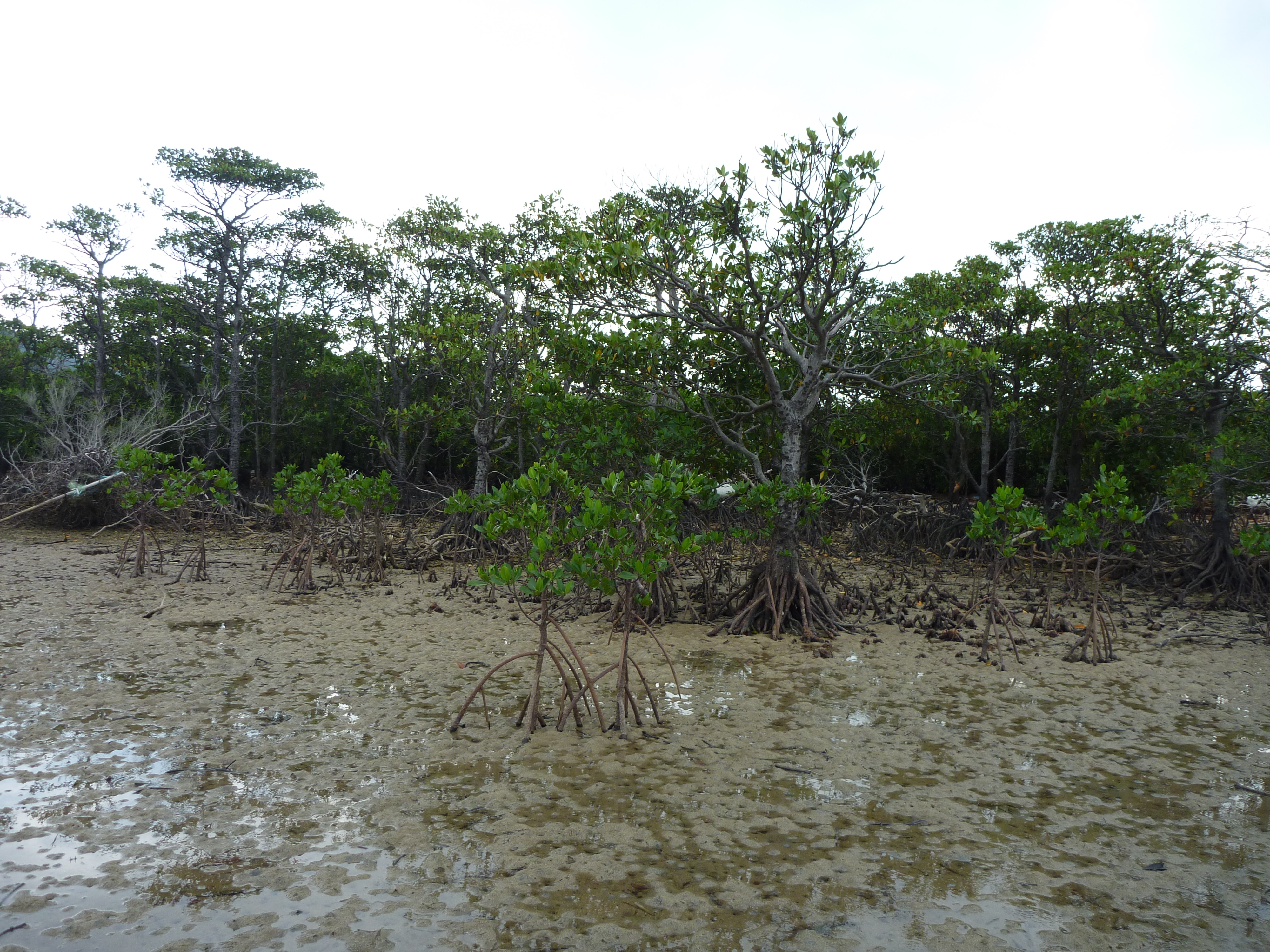 船浦湾の干潮とマングローブ２