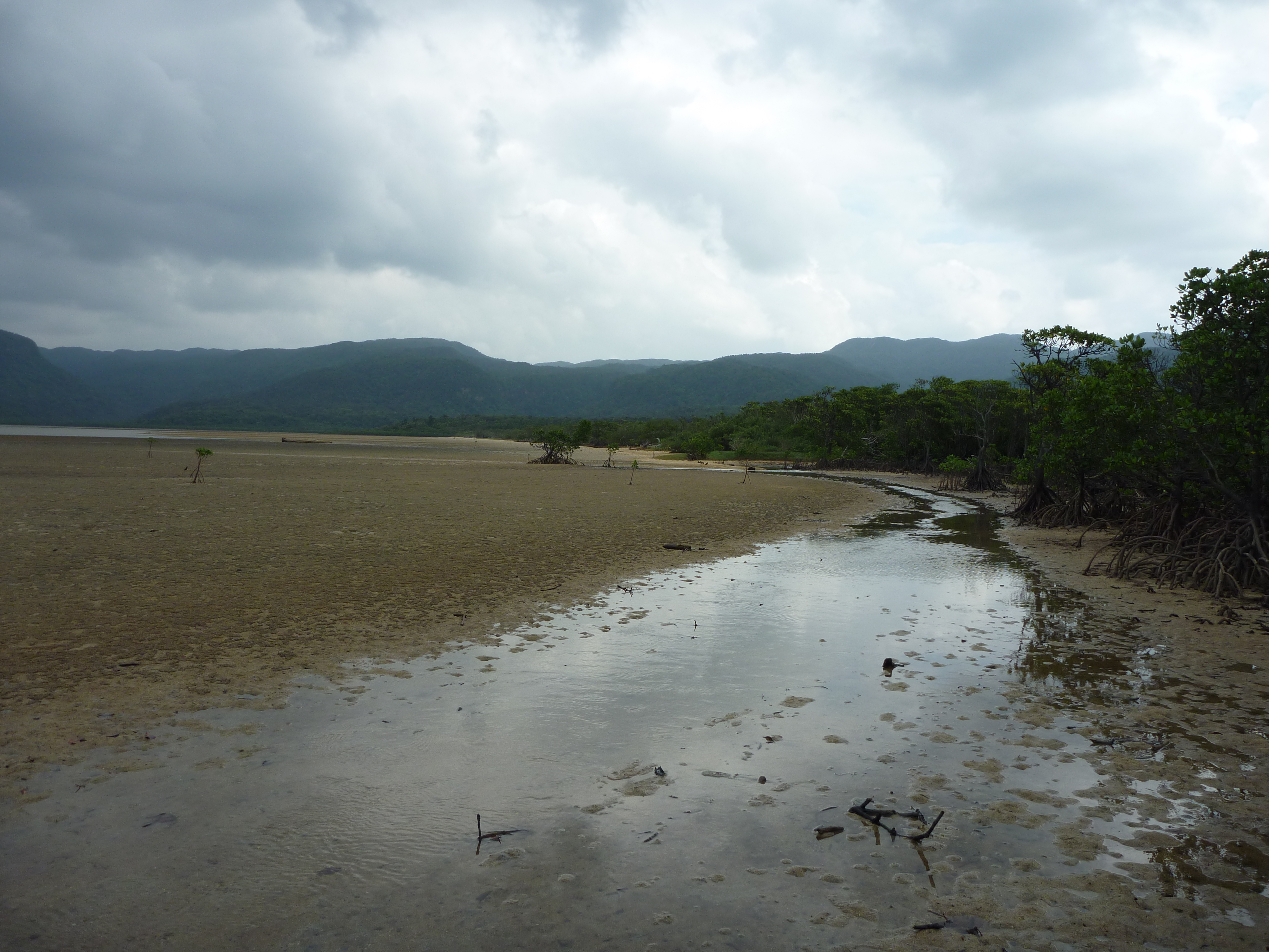 船浦湾の干潮とマングローブ３