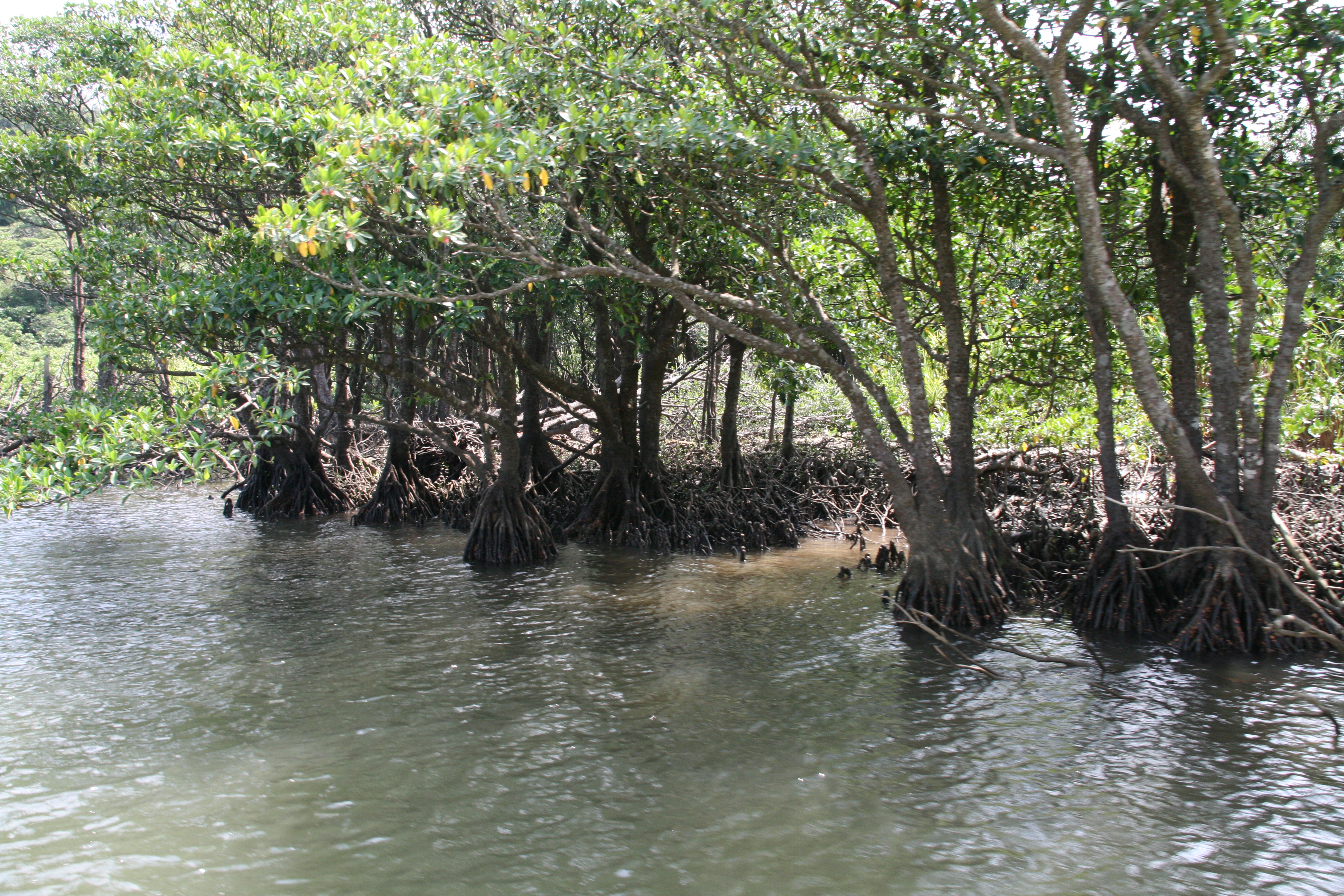 マングローブ林３