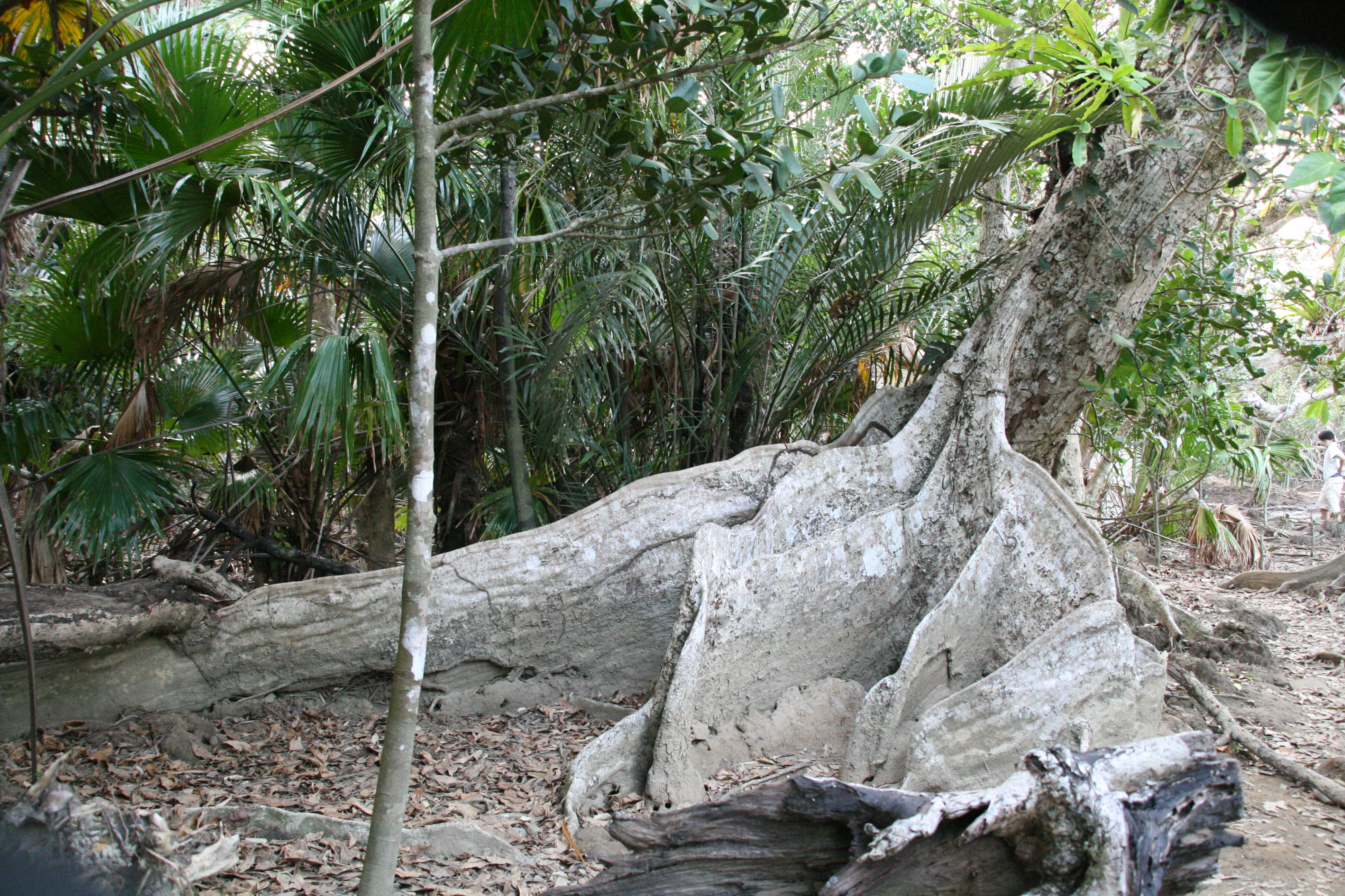 マングローブの大きな根っこ