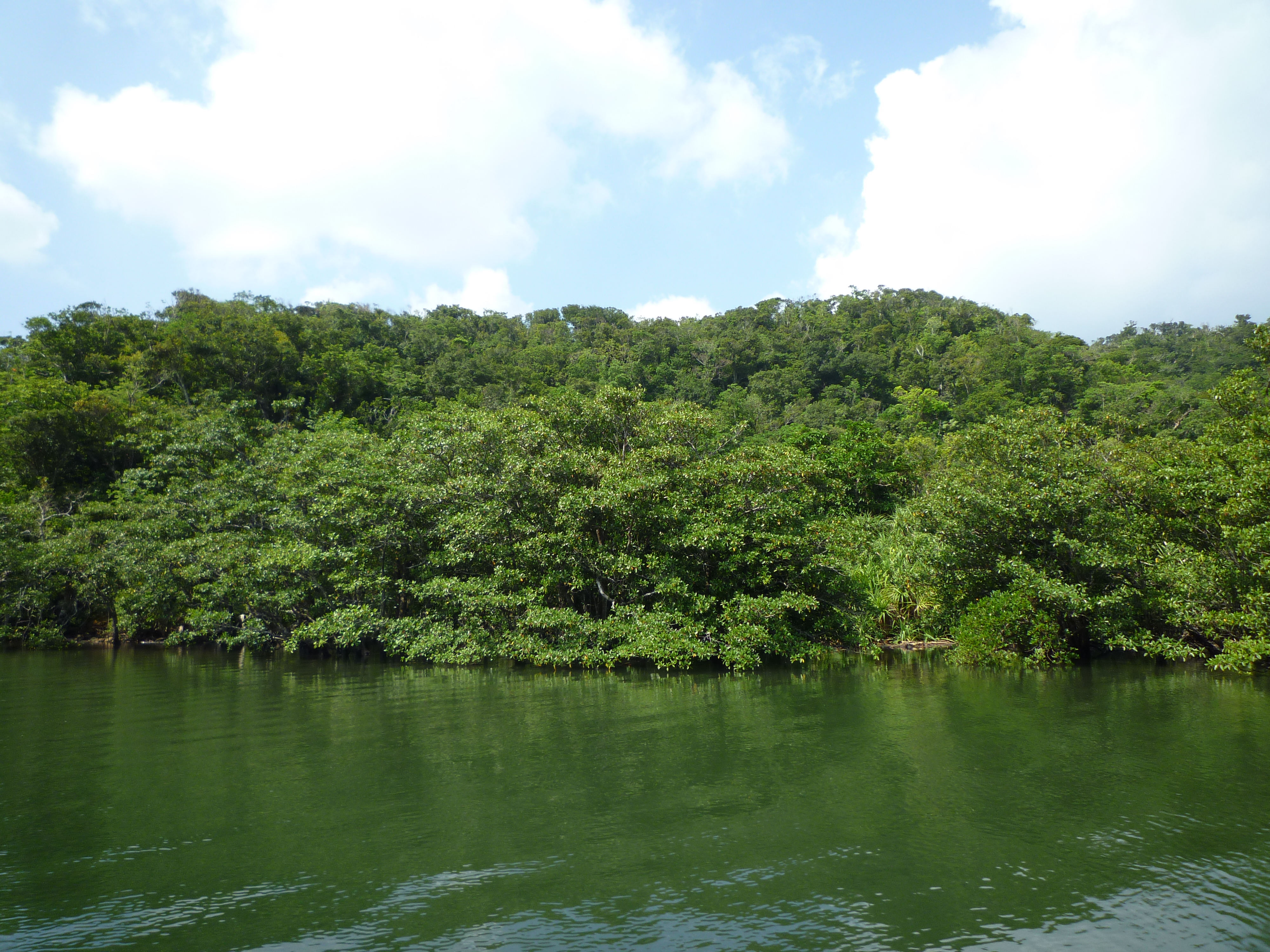 生い茂るマングローブ林