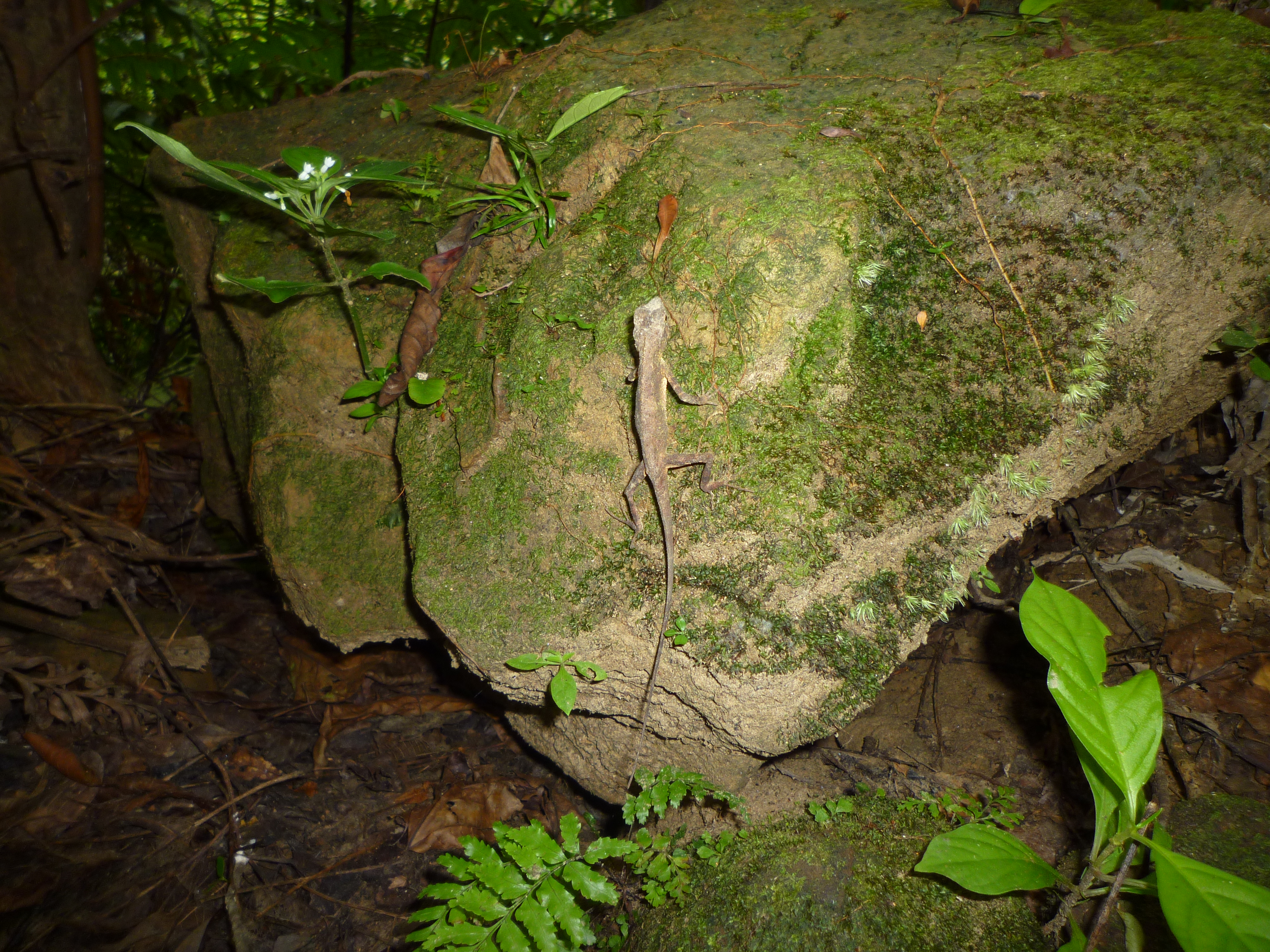 擬態しているトカゲ