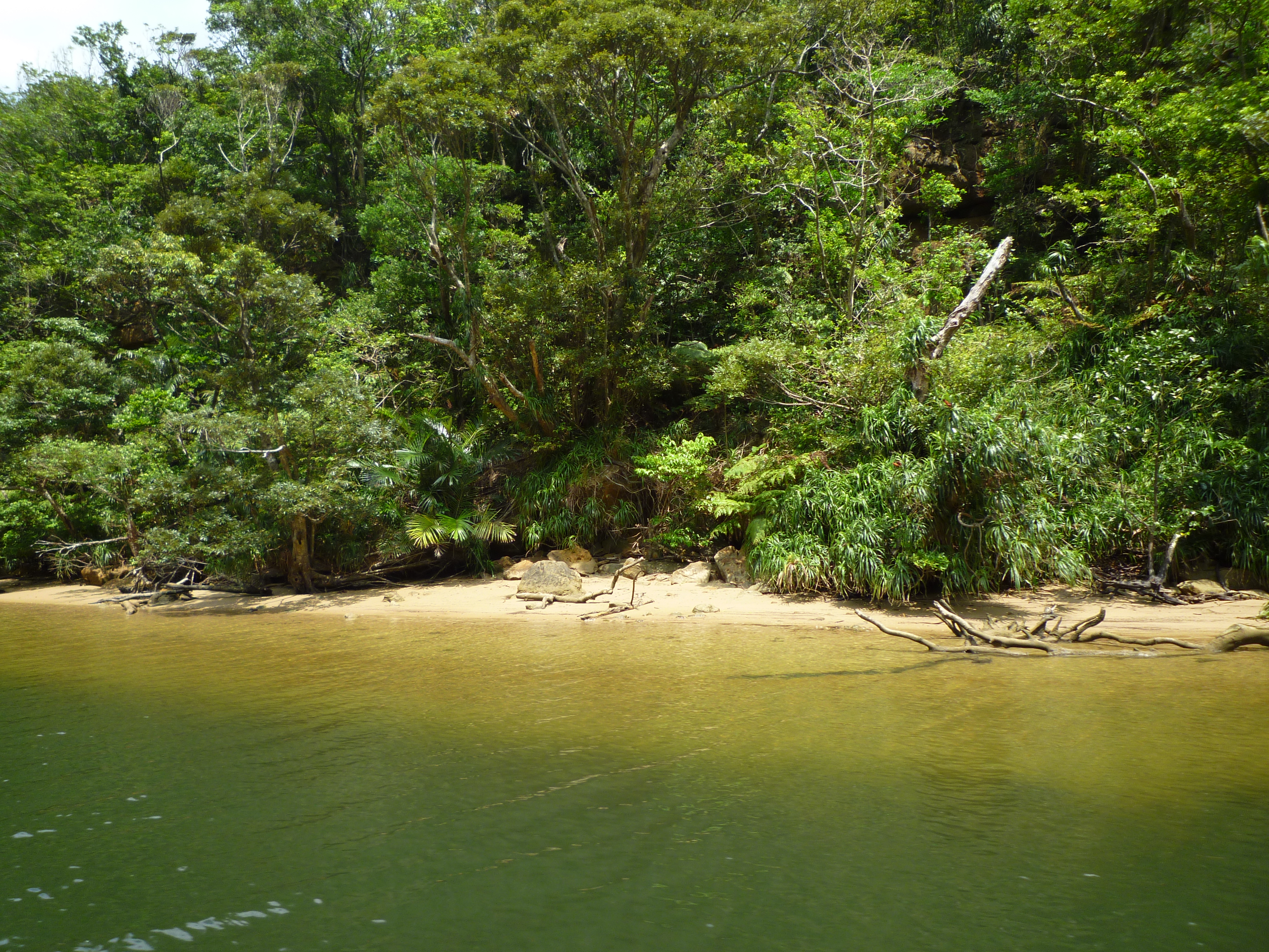 マングローブ林１