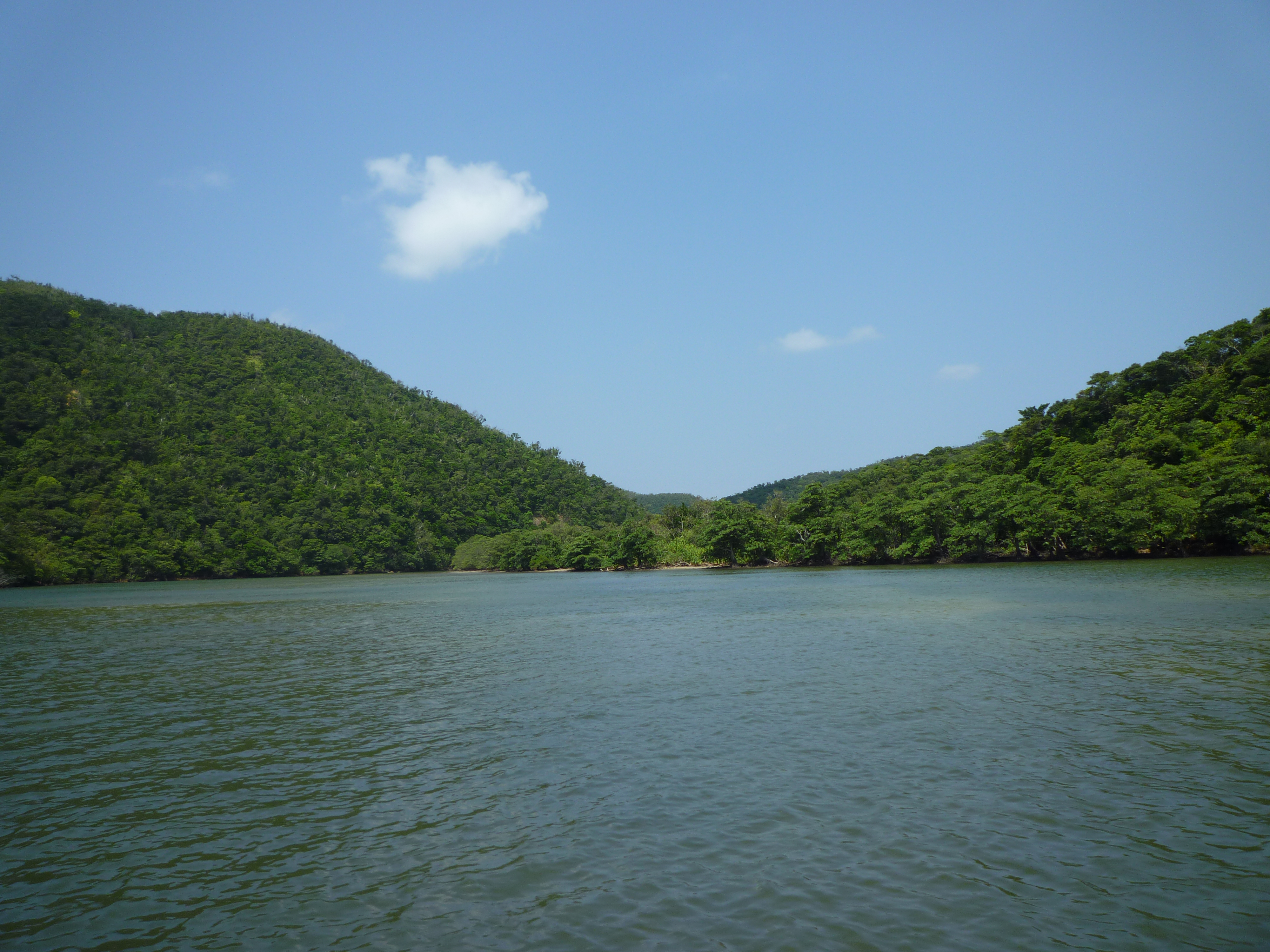 マングローブ林３