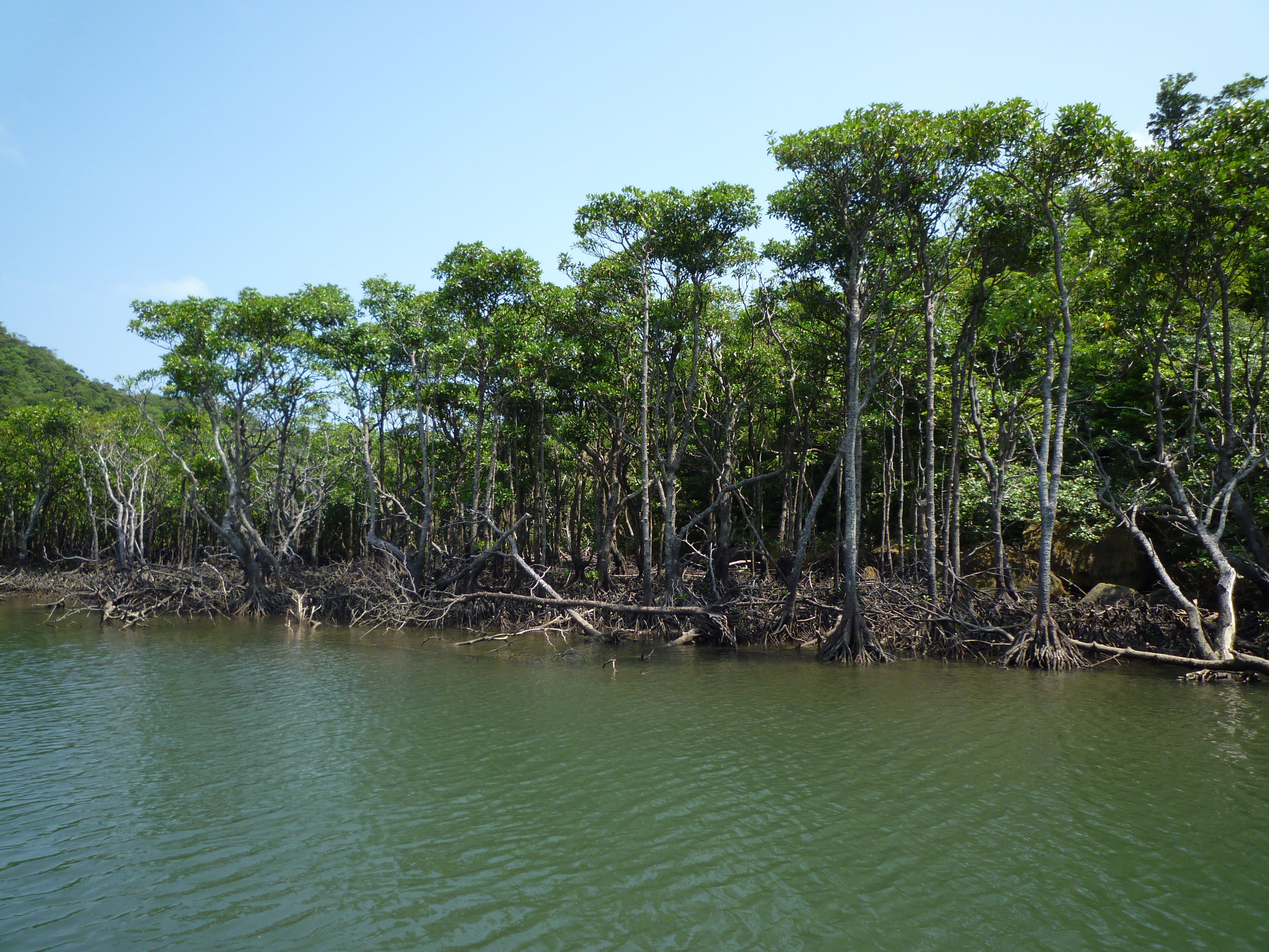 マングローブ林４
